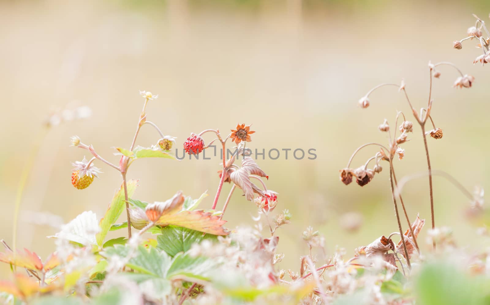 small wild strawberries in the forest by Chechotkin