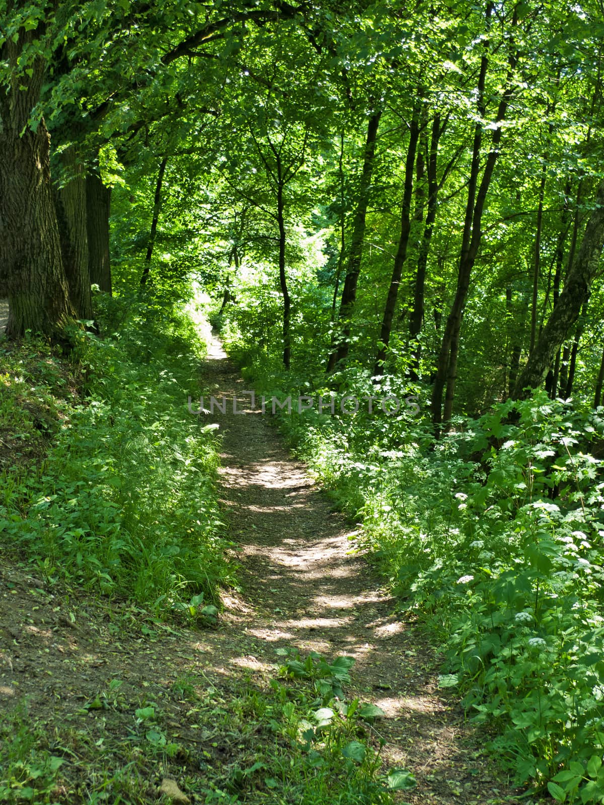 Tourist path in forest