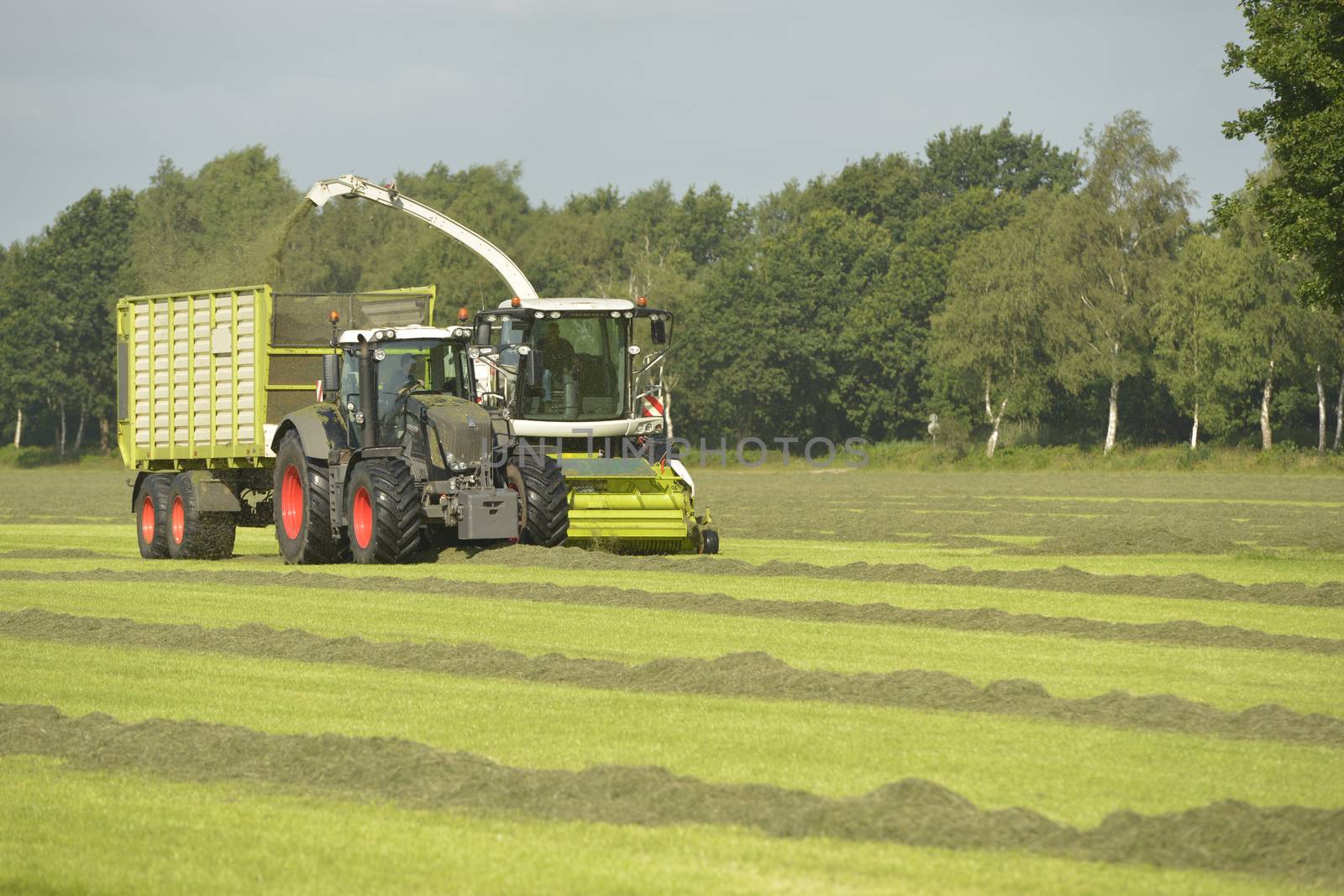 Agriculture, forage harvester and transport grass with green tractor and grass trailer
