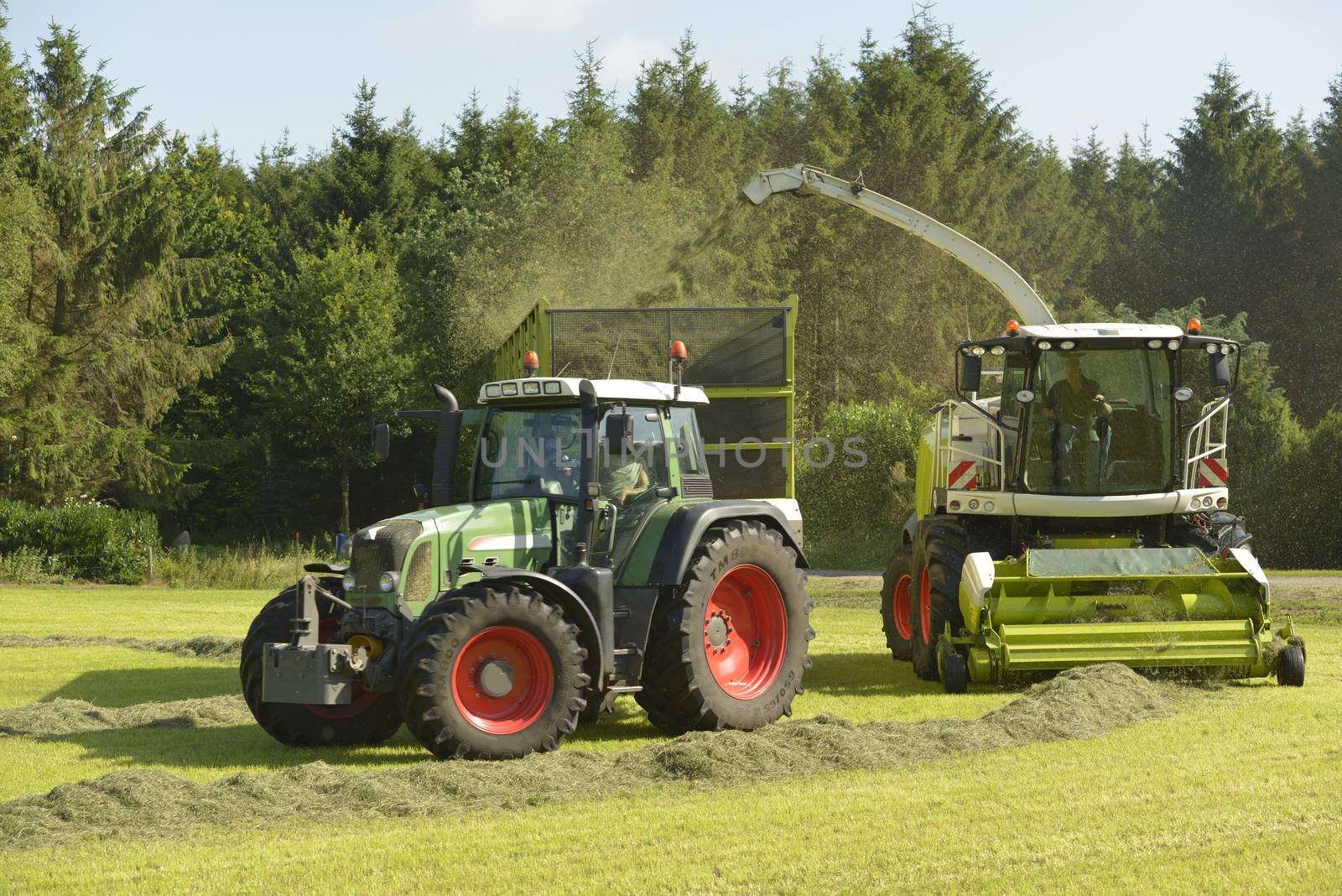 Forage harvester and transport grass by Tofotografie