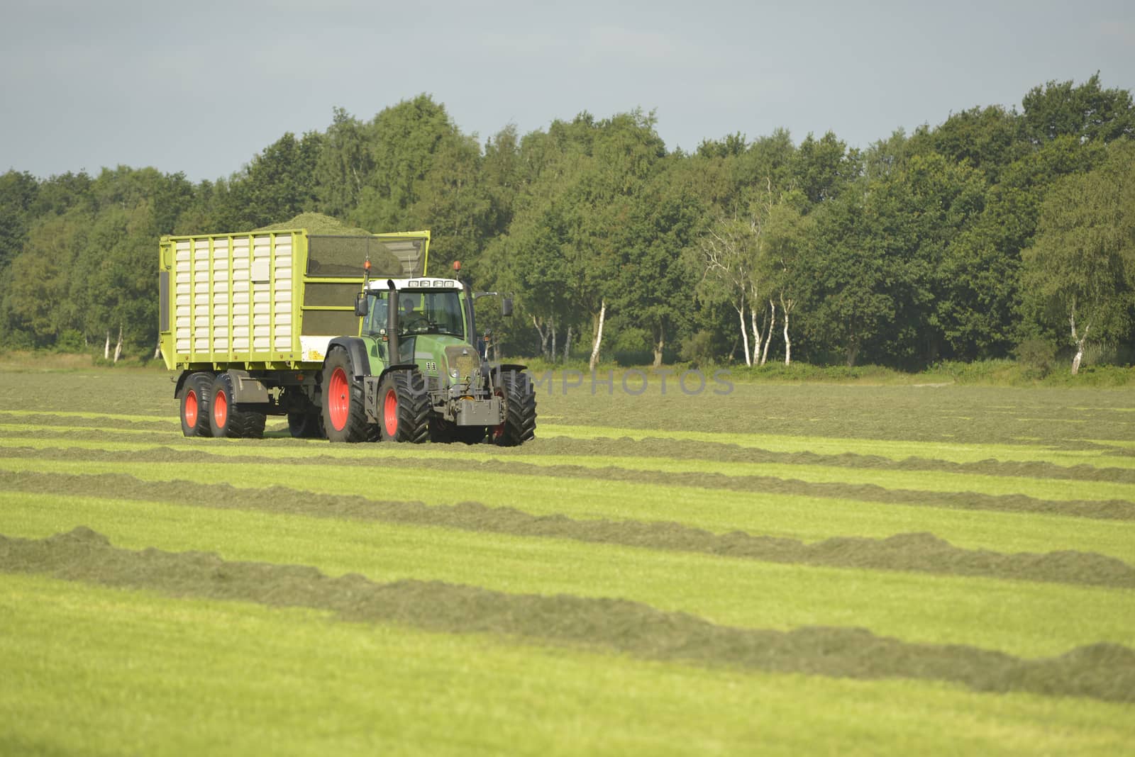 Transport of cut grass with green tractor by Tofotografie