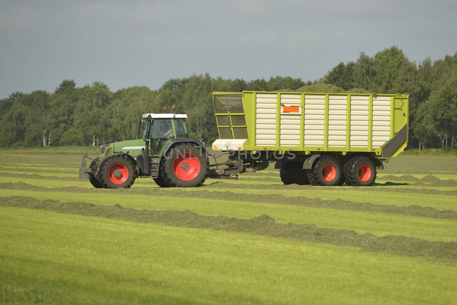 Transport of cut grass with green tractor by Tofotografie