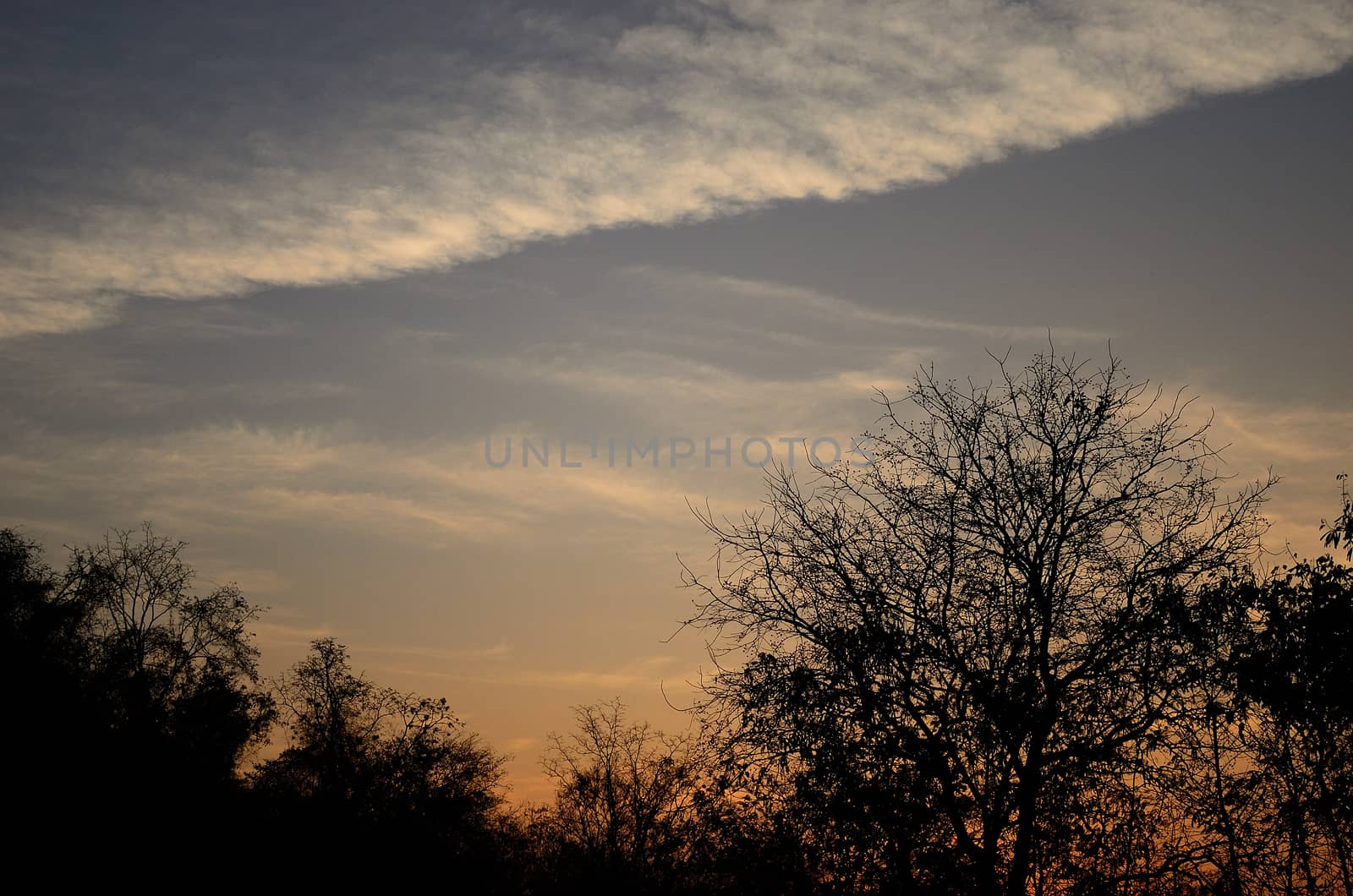 Wave cloud in sunset sky with tree silhouette