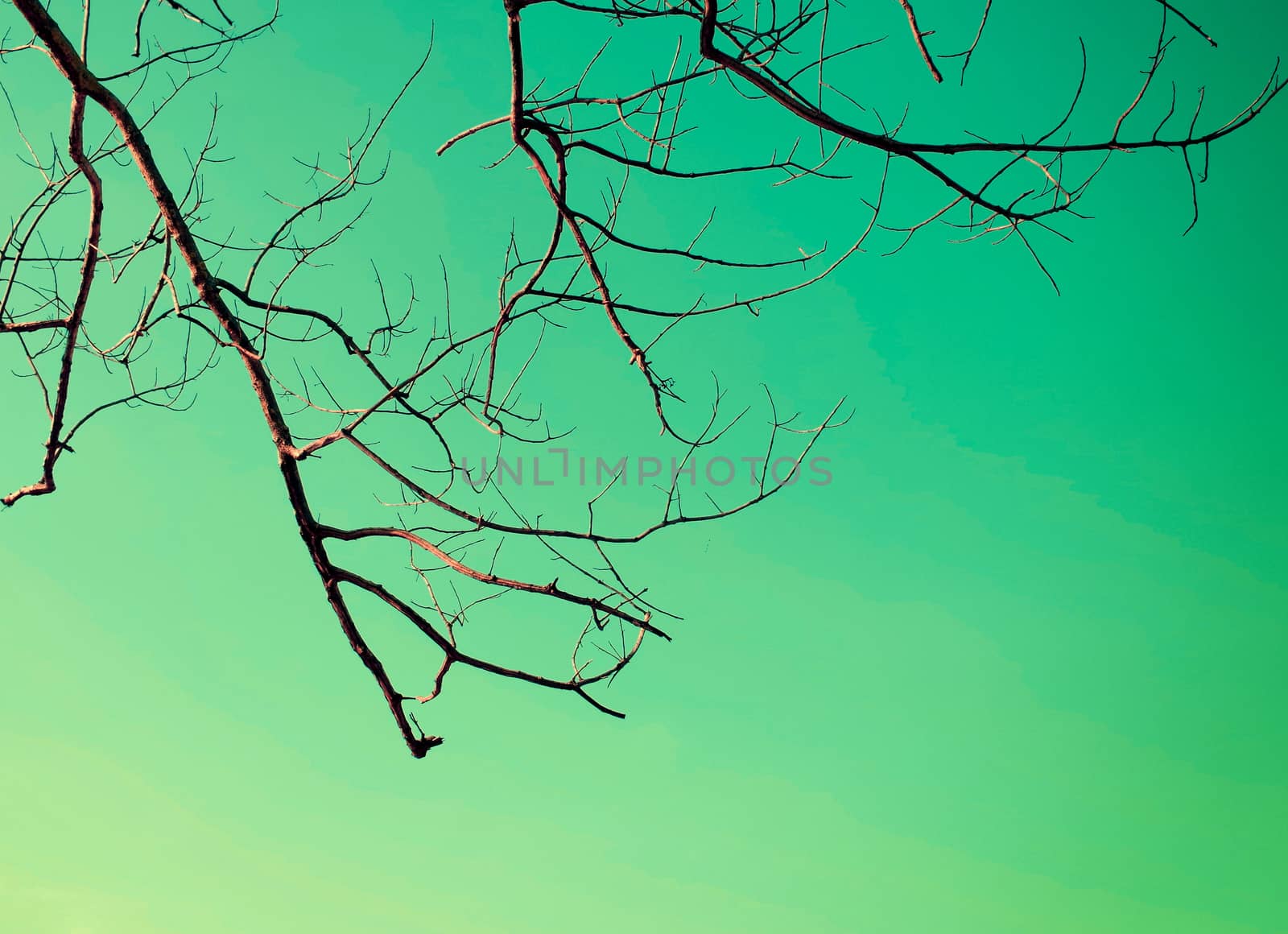 Branches of dry wood with blue sky space in vintage color style