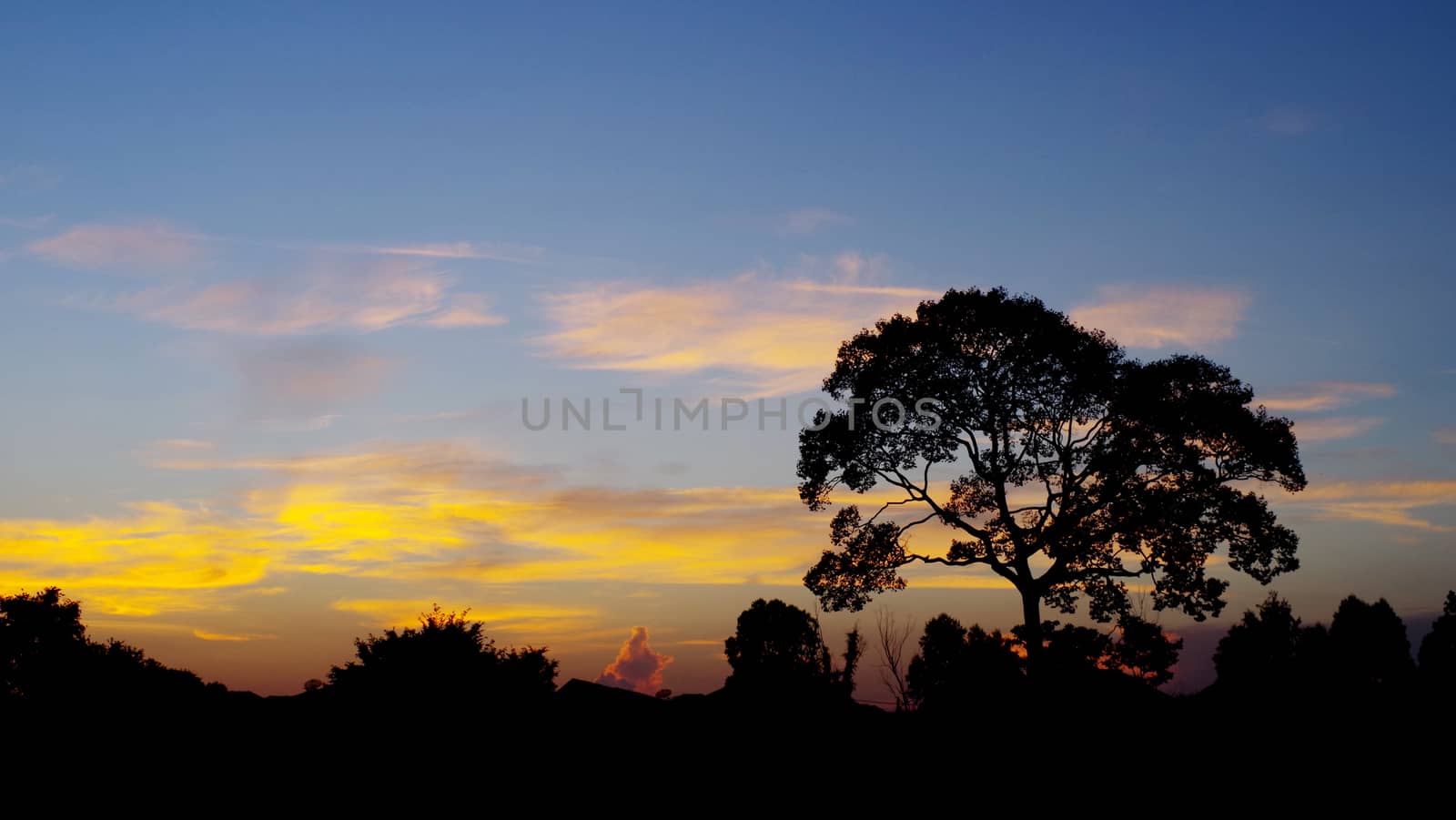 Tree sihouette with nice sunset sky, Landscape background