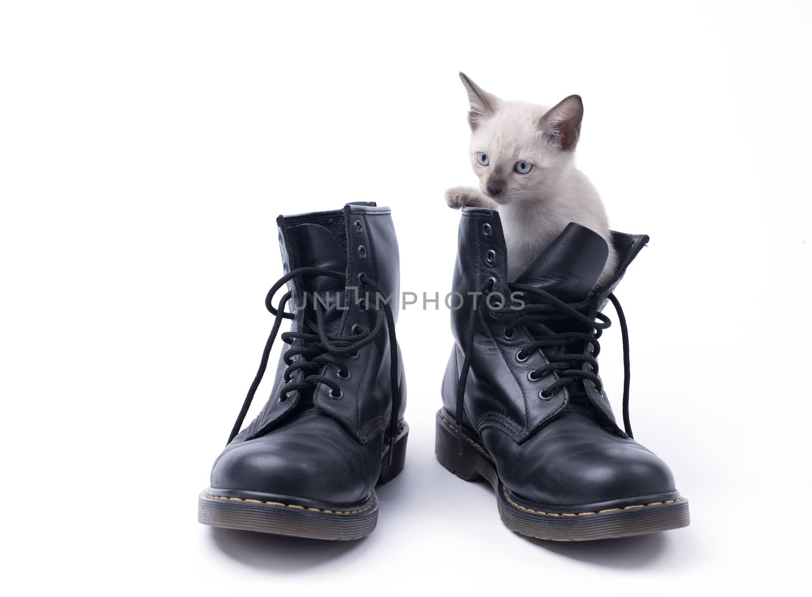 Kitten in boot isolated on white by pixbox77