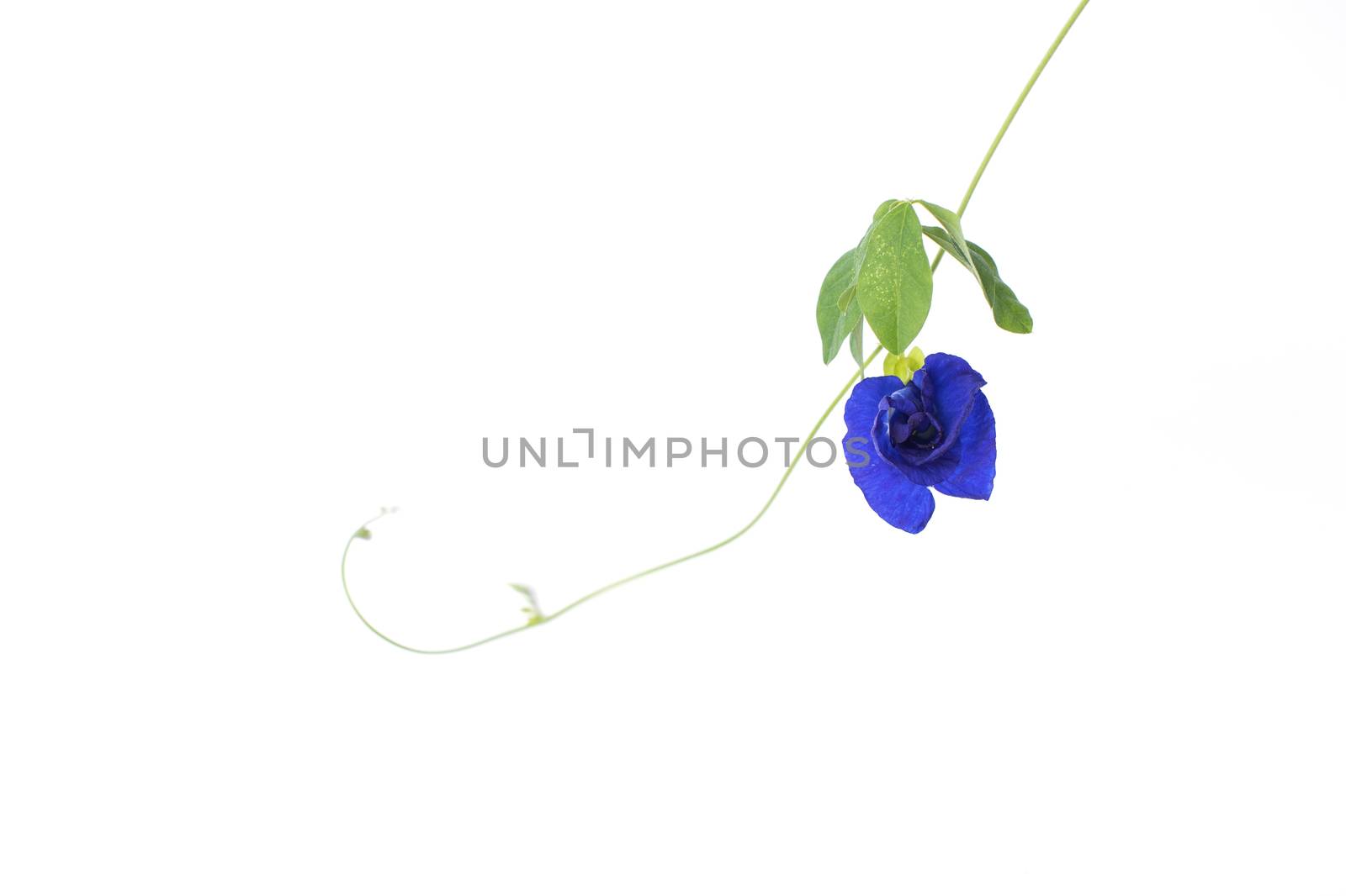 Butterfly Pea flower isolated on white background