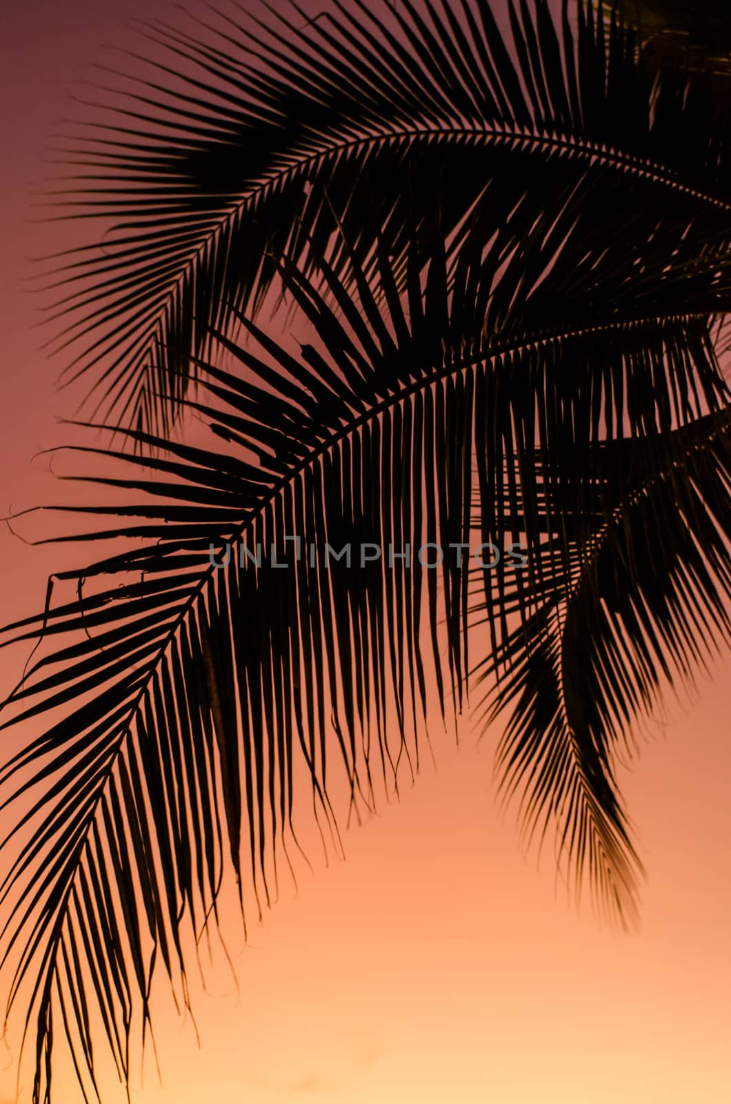 Coconut leaf silhouette with sunset sky background