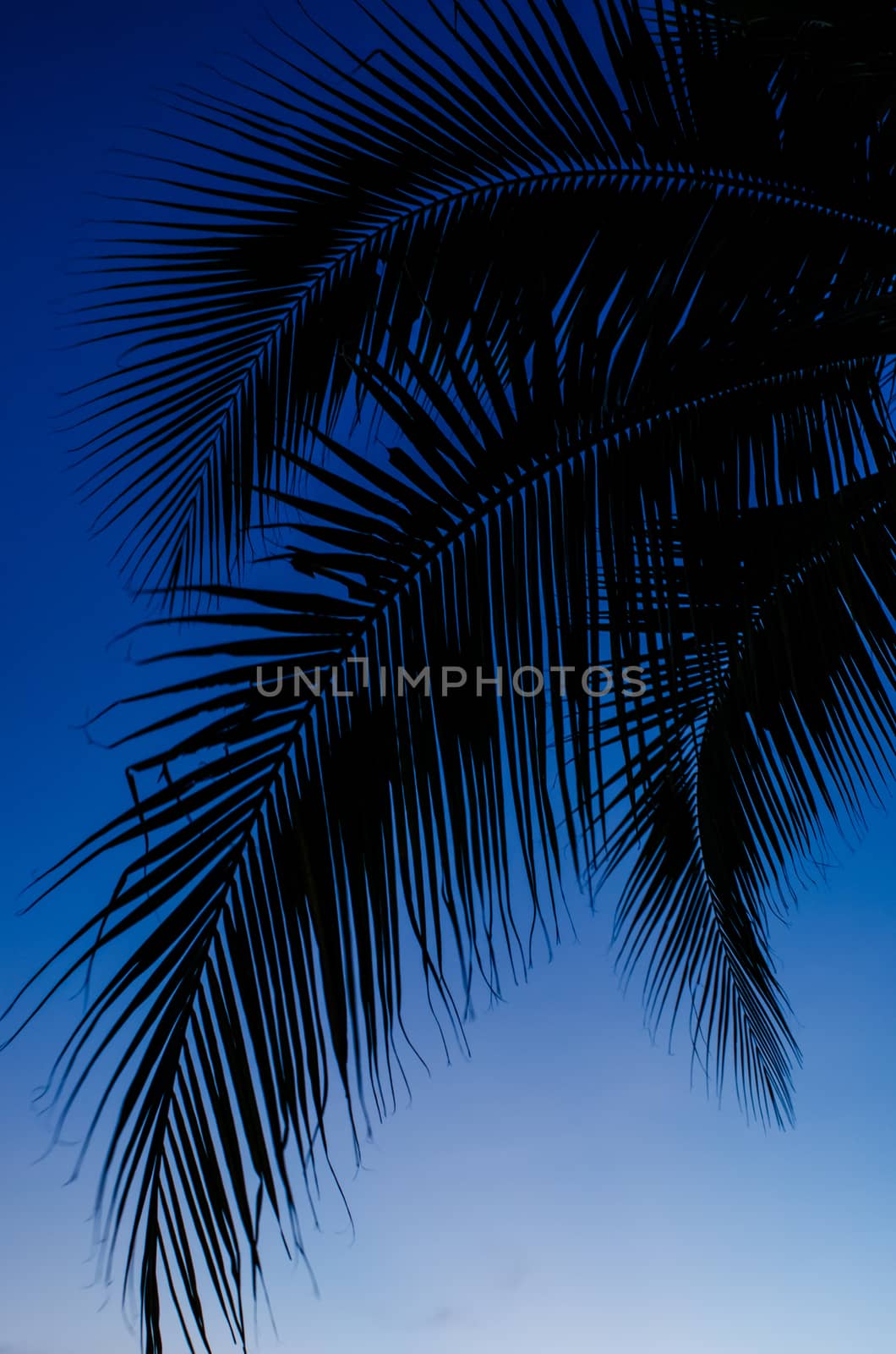 Coconut leaf silhouette with blue sky background by pixbox77