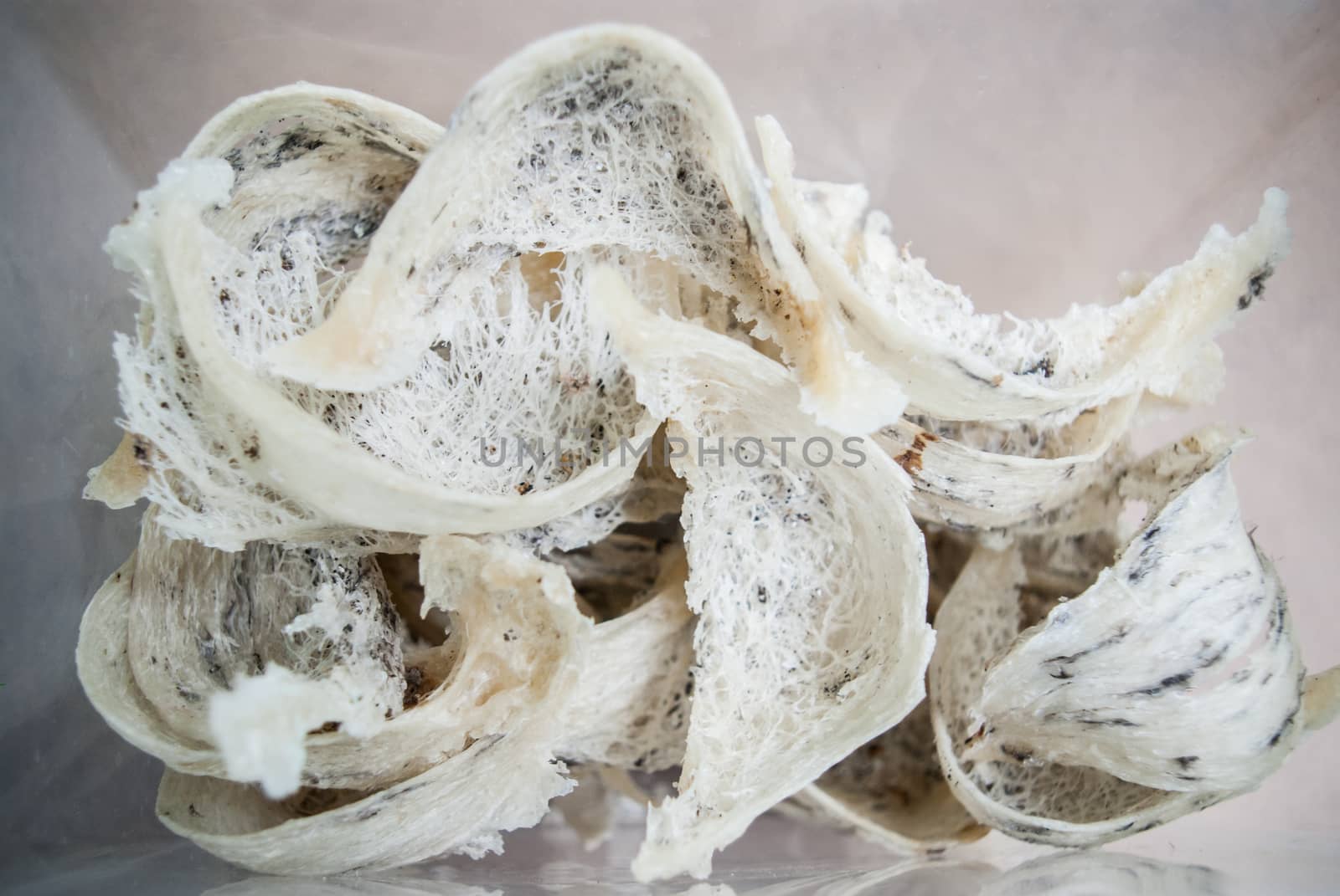 Nest of Edible-Nest Swiftlet, Raw food by pixbox77