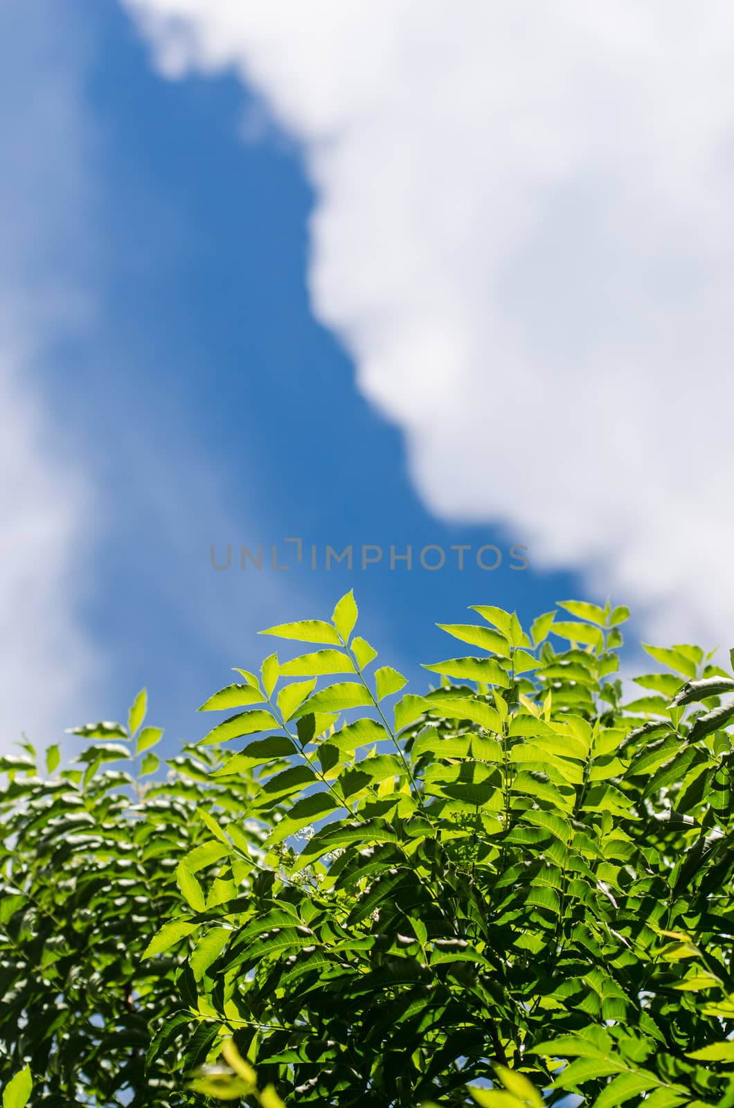 Neem plant with nice sky background by pixbox77