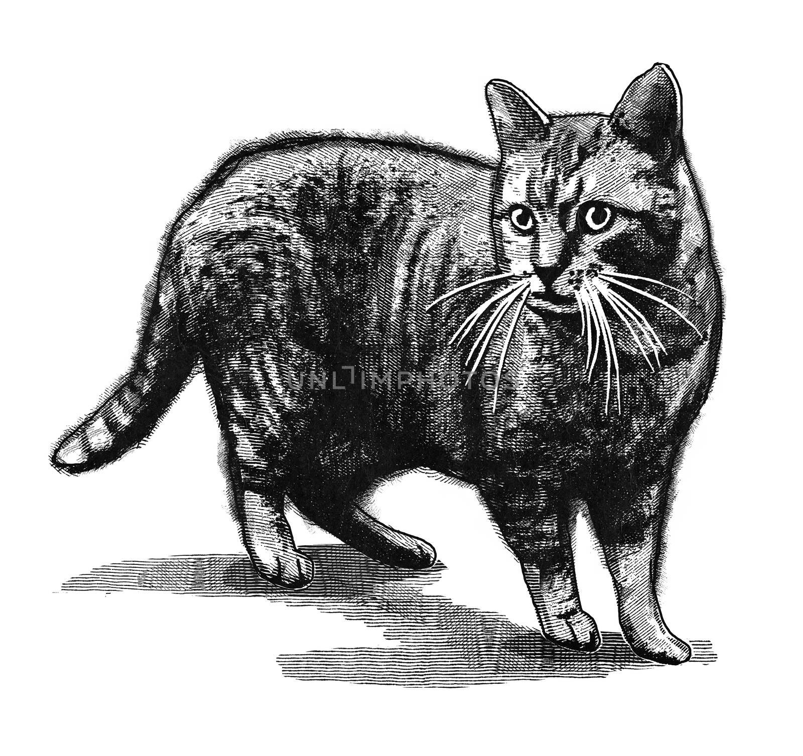 Original digital illustration of a cat, in style of old engravings.