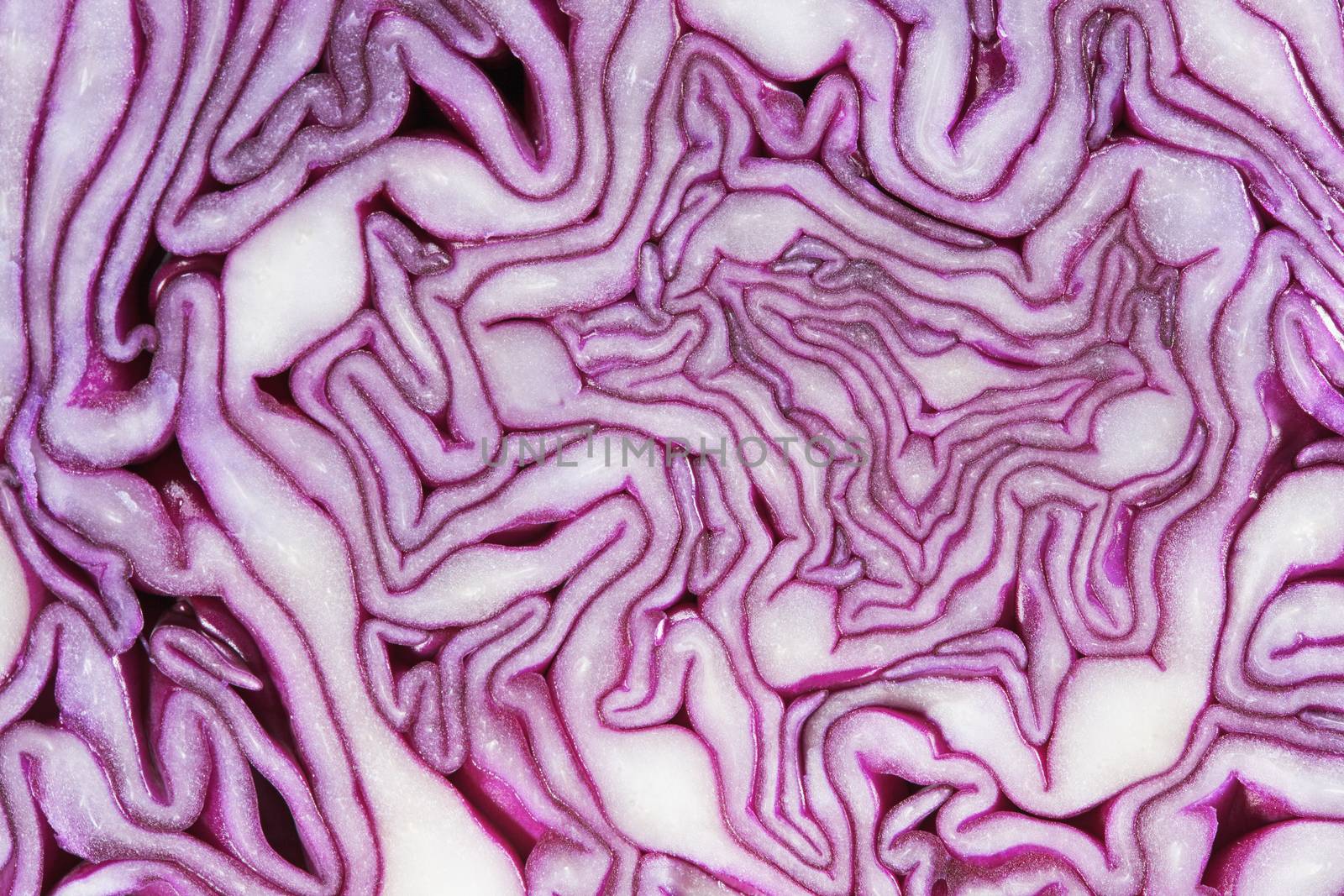 Red Cabbage in closeup. Red cabbage (Brassica oleracea var. capitata f. rubra) is a kind of cabbage, also known as purple cabbage,texture