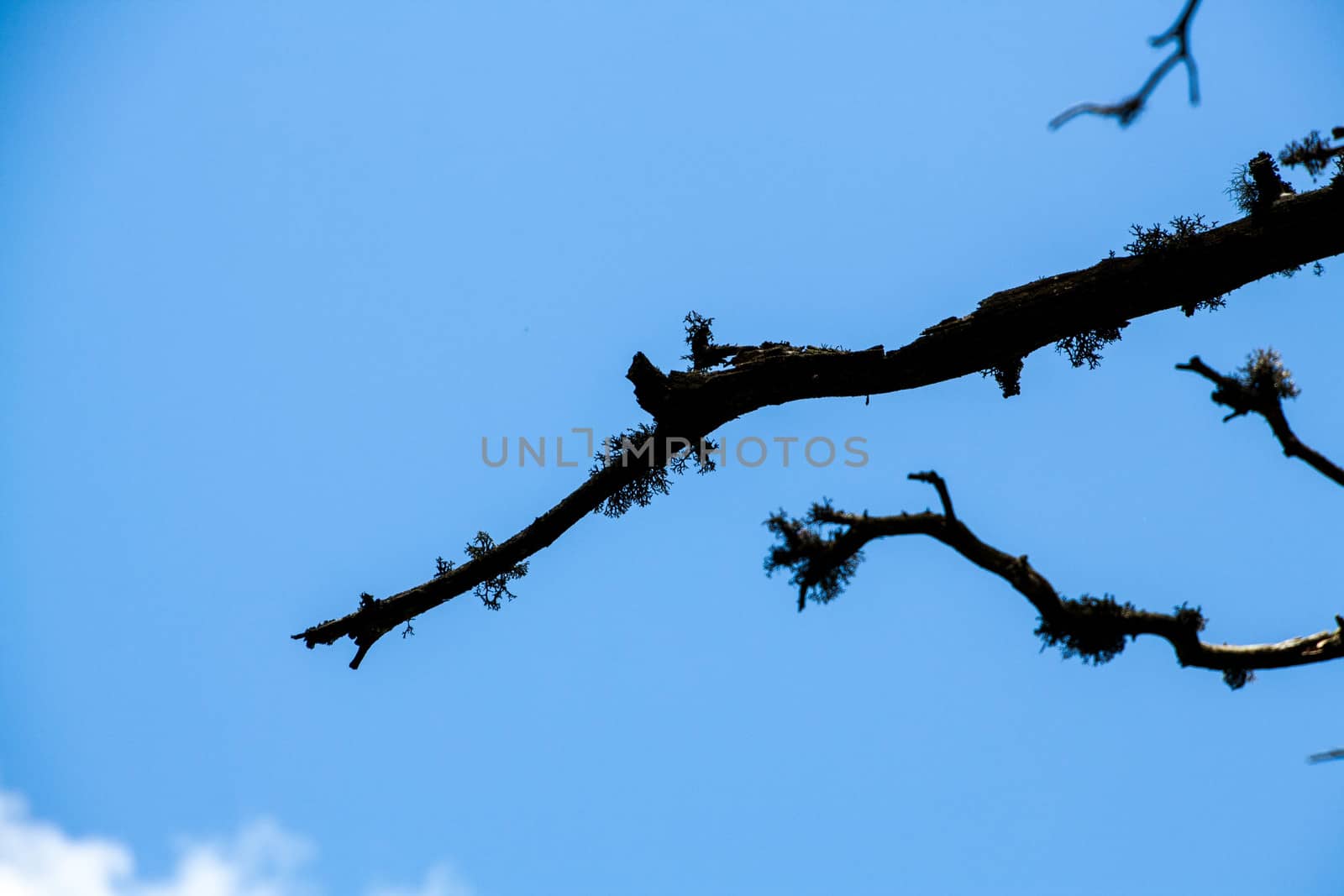 dry wooden branch on blue sky background