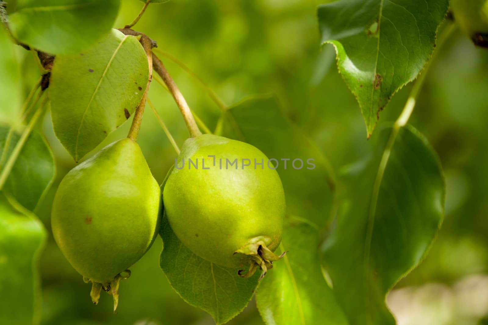 Two ripe pears hanging on a branch