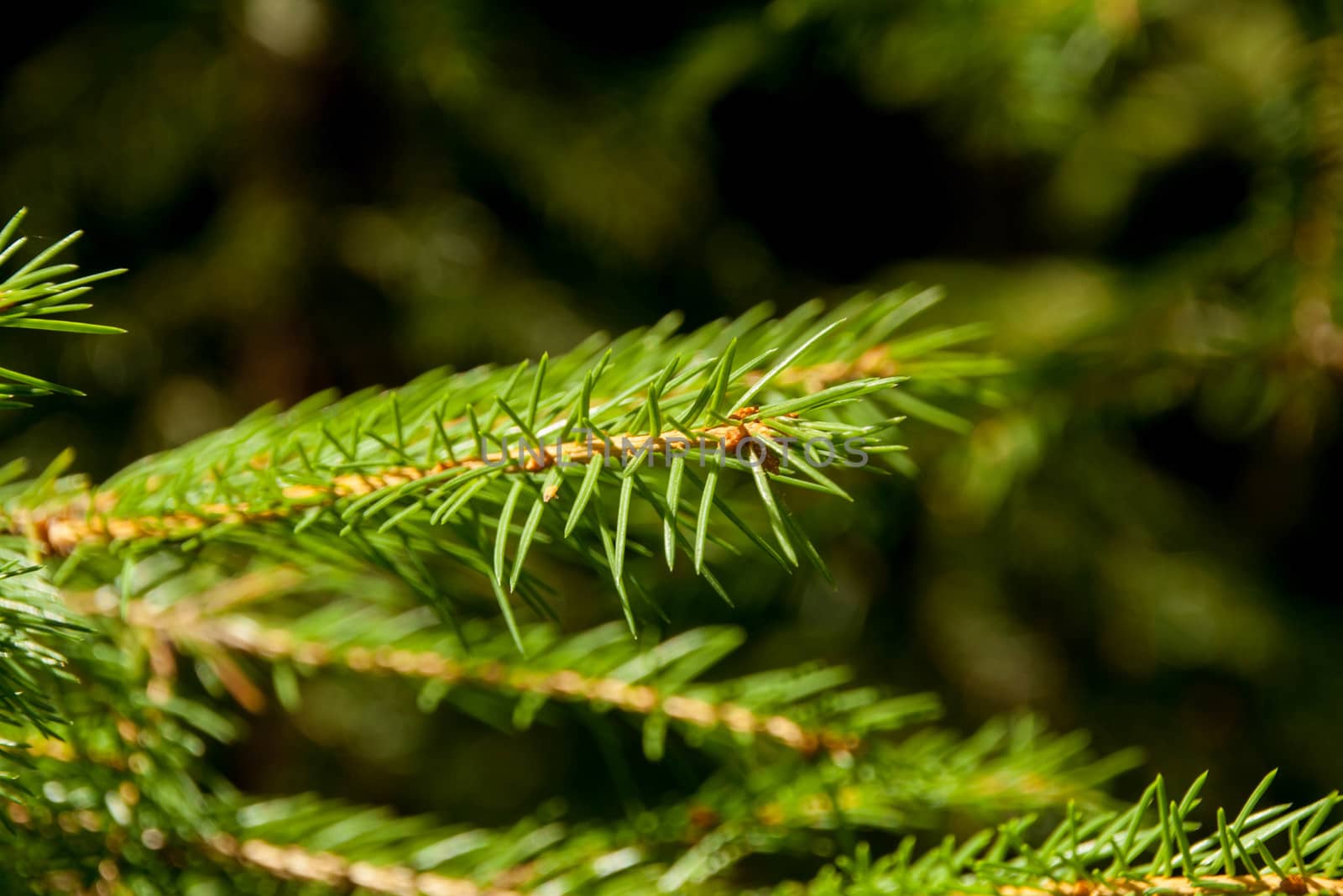 branch spruce green large on a natural background