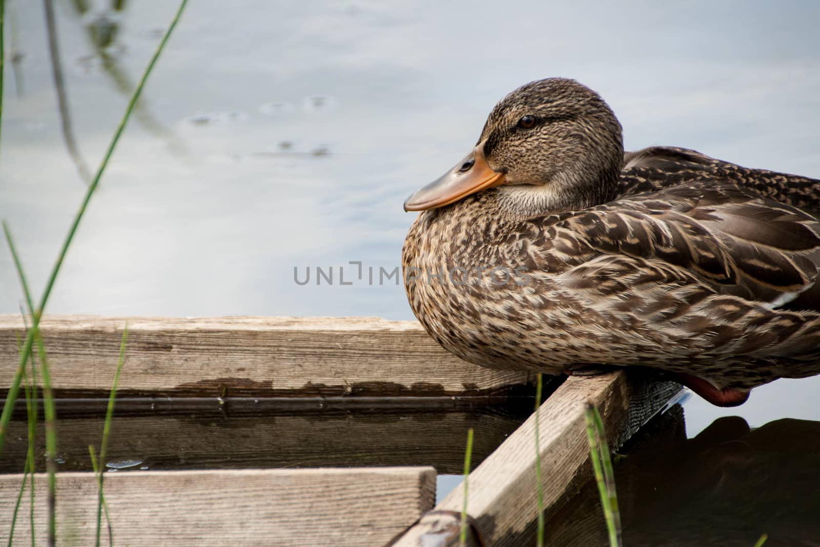 Wild duck is sitting on a wooden platform on the river