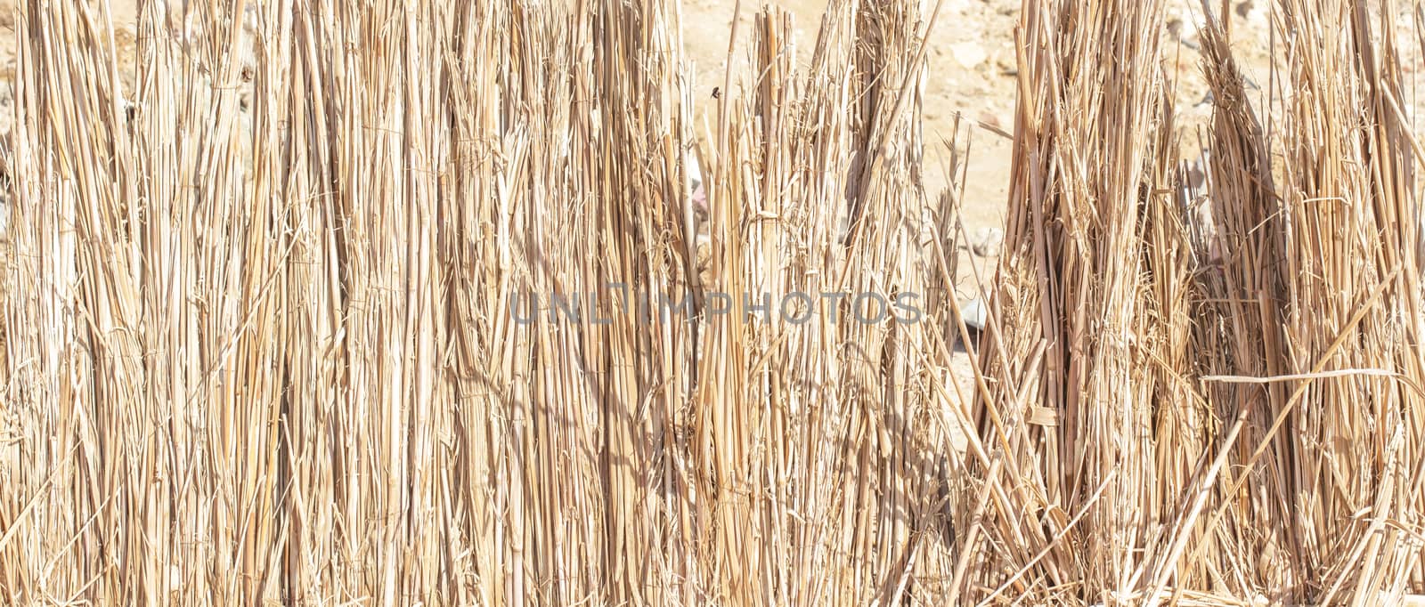 Natural textures. Weave, twisted twigs, dried stalks