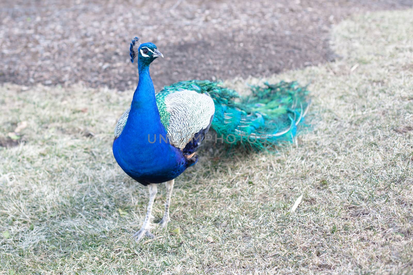 Peacock by foaloce