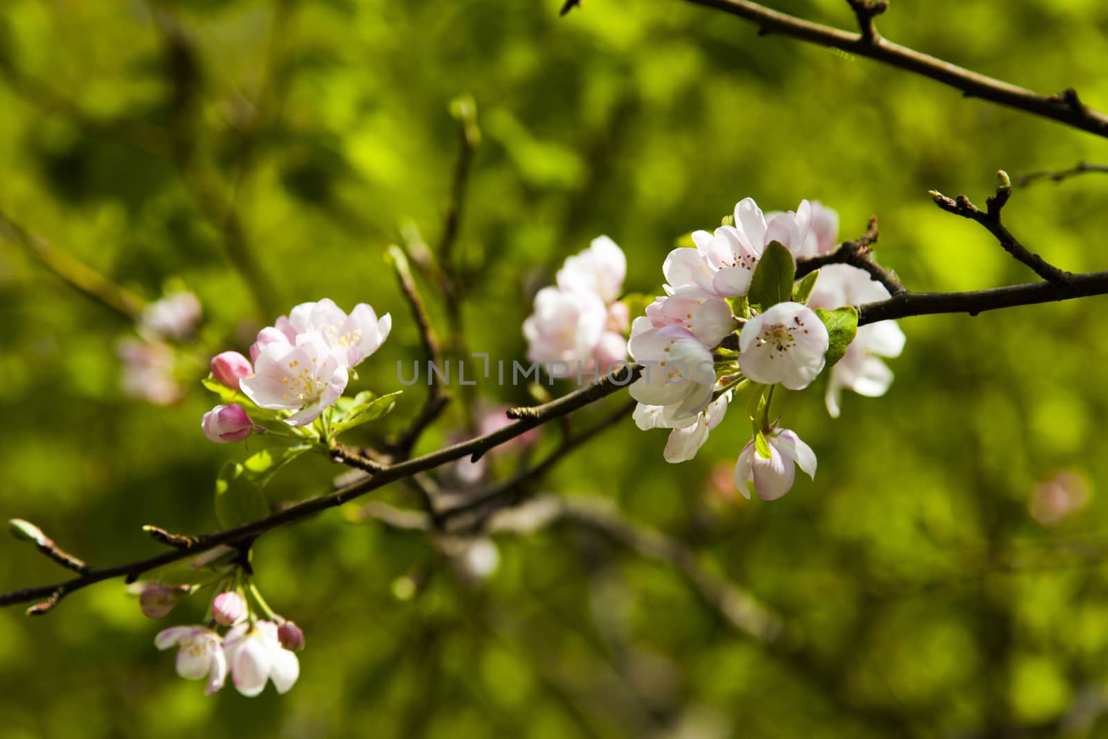 The blossoming apple-tree pleases people in the flowers and future apples