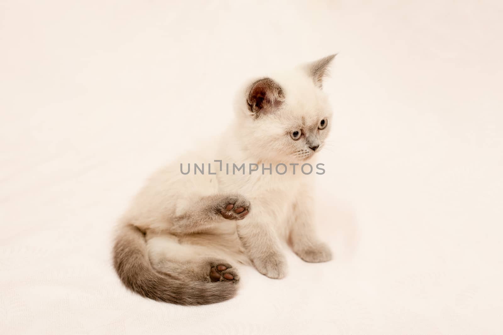Grey and white kitten on pink background
