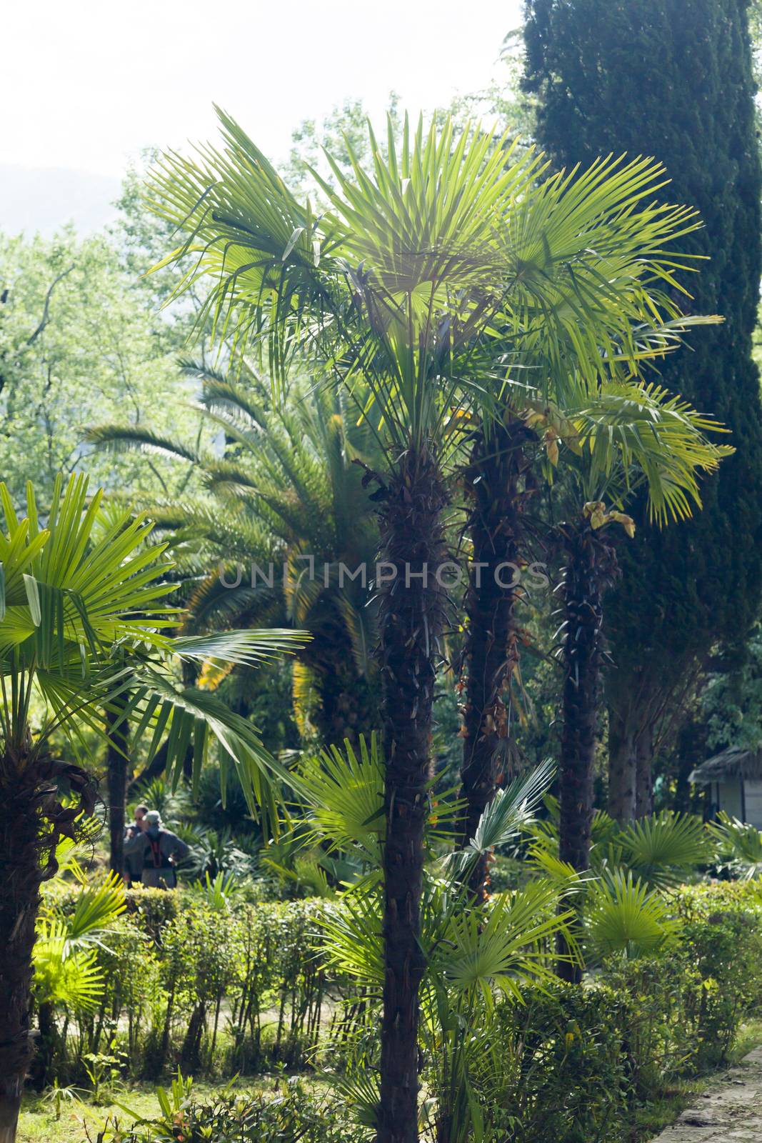 Palm trees grow in park on a bright sun of the South