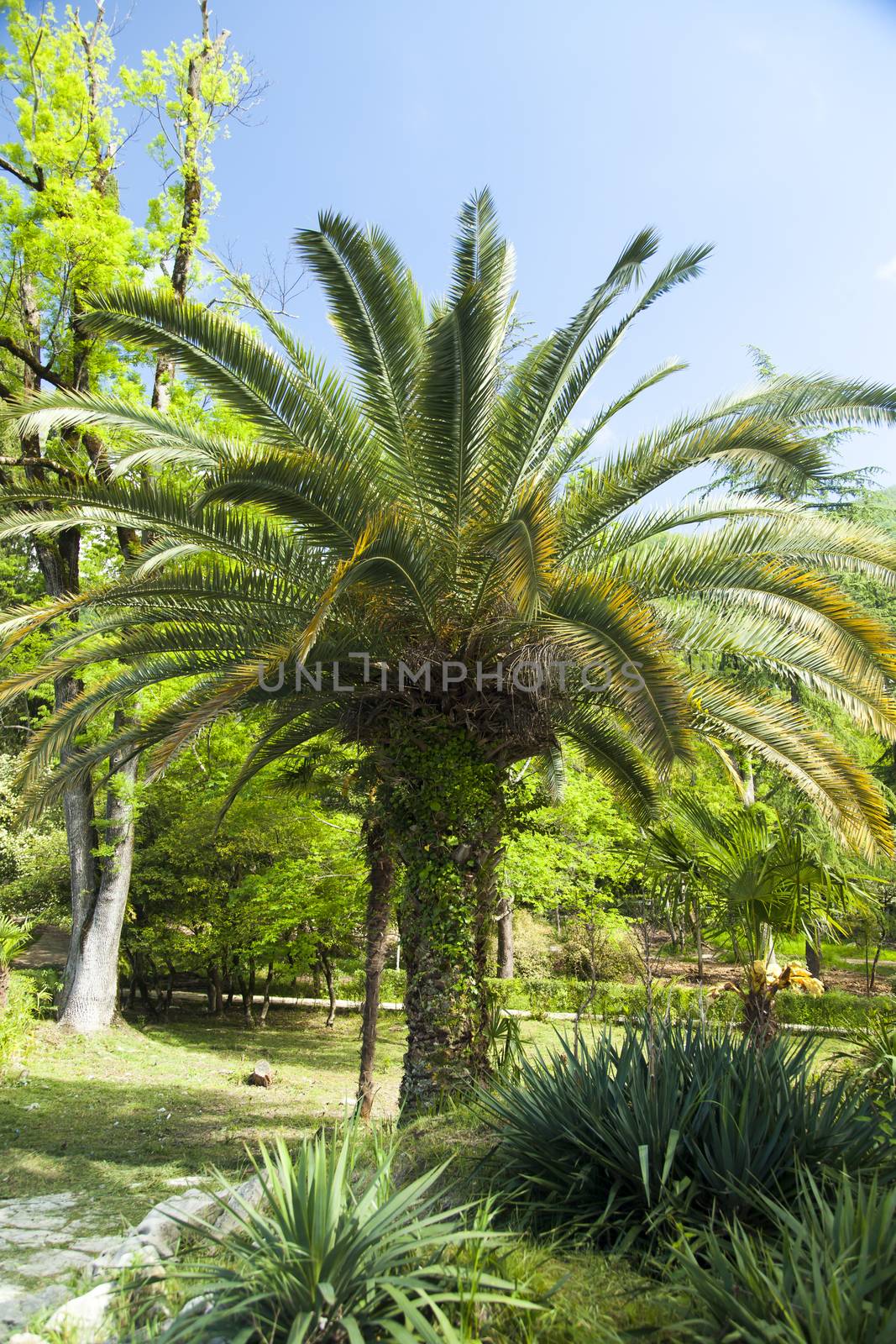 Palm trees grow in park on a bright sun of the South