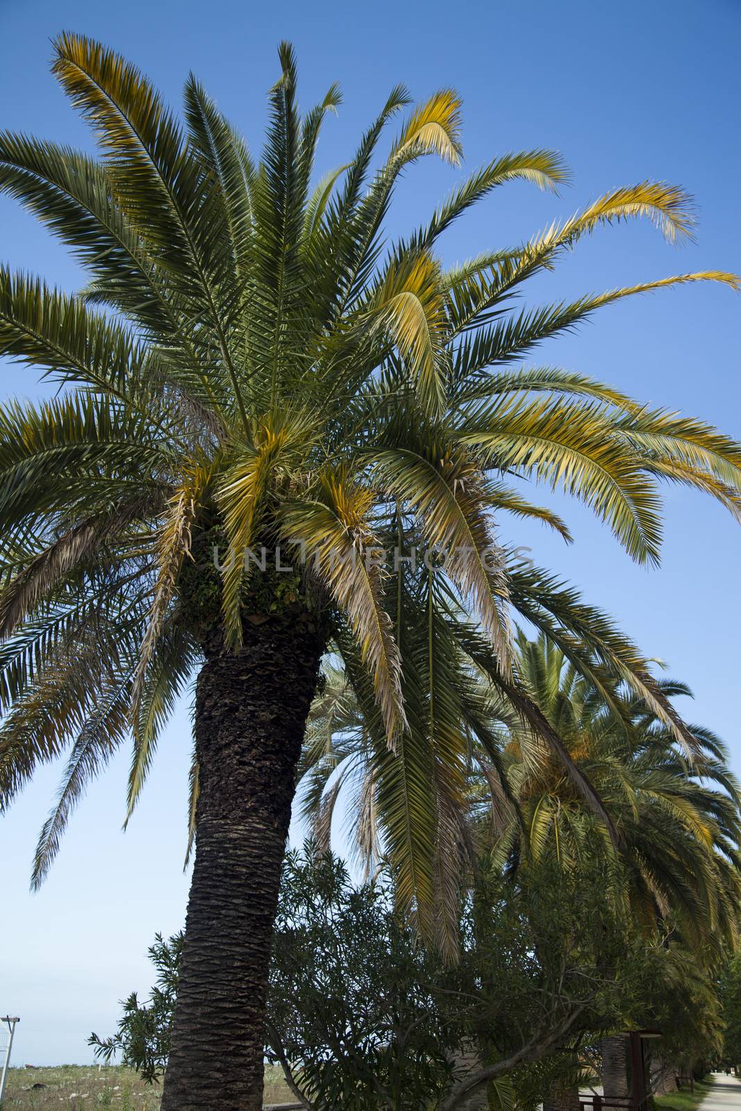 Palm trees grow in park on a bright sun of the South