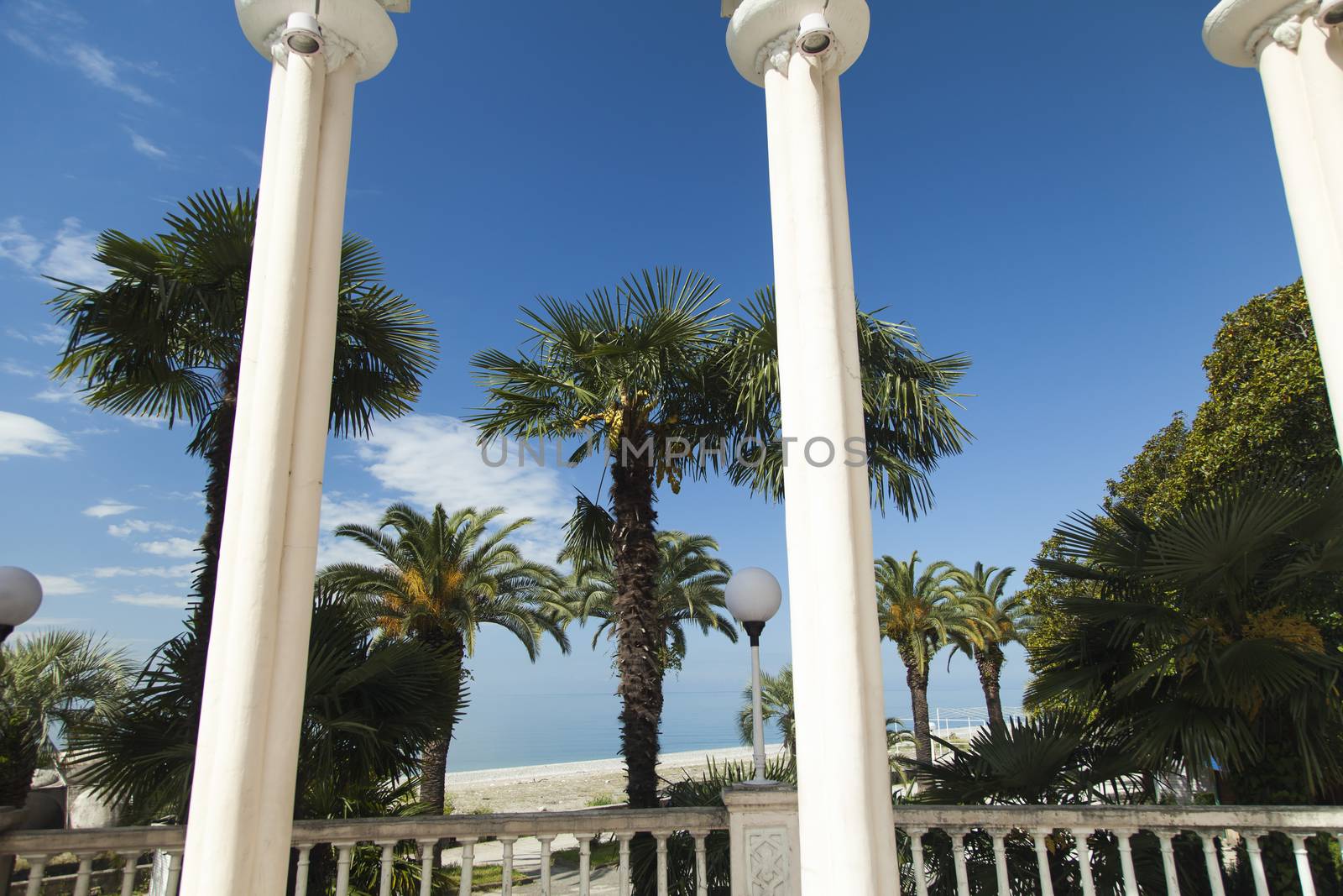 Palm trees in park by selezenj