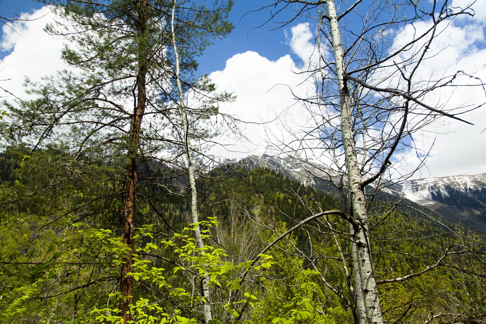 Mountains are covered with snow and the wood and surrounded with clouds