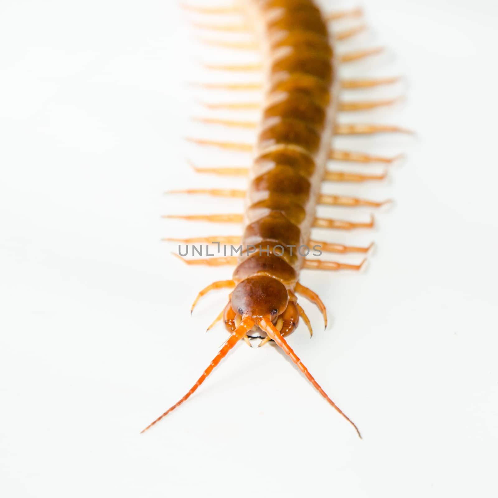 Centipede isolated on white background