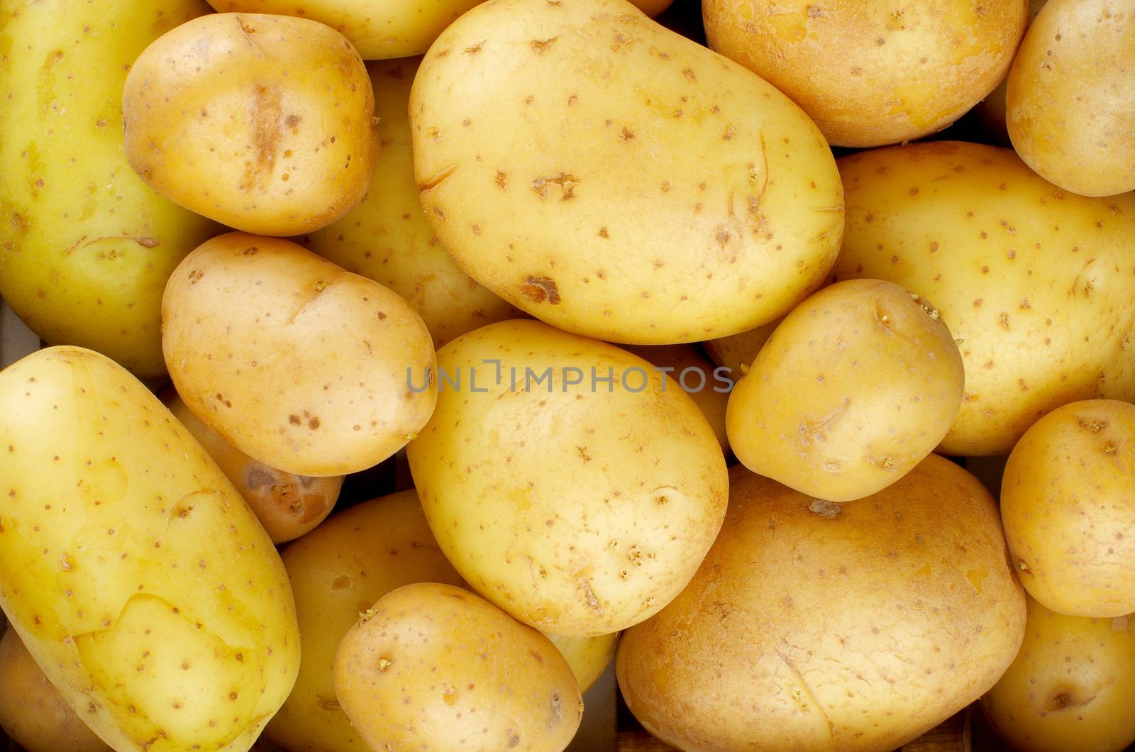 Background of Perfect Ripe Raw Yellow Potatoes Full Body closeup