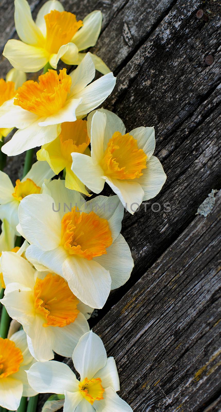 Arrangement of Spring Yellow Daffodils In a Row closeup on  Weathered Wood background