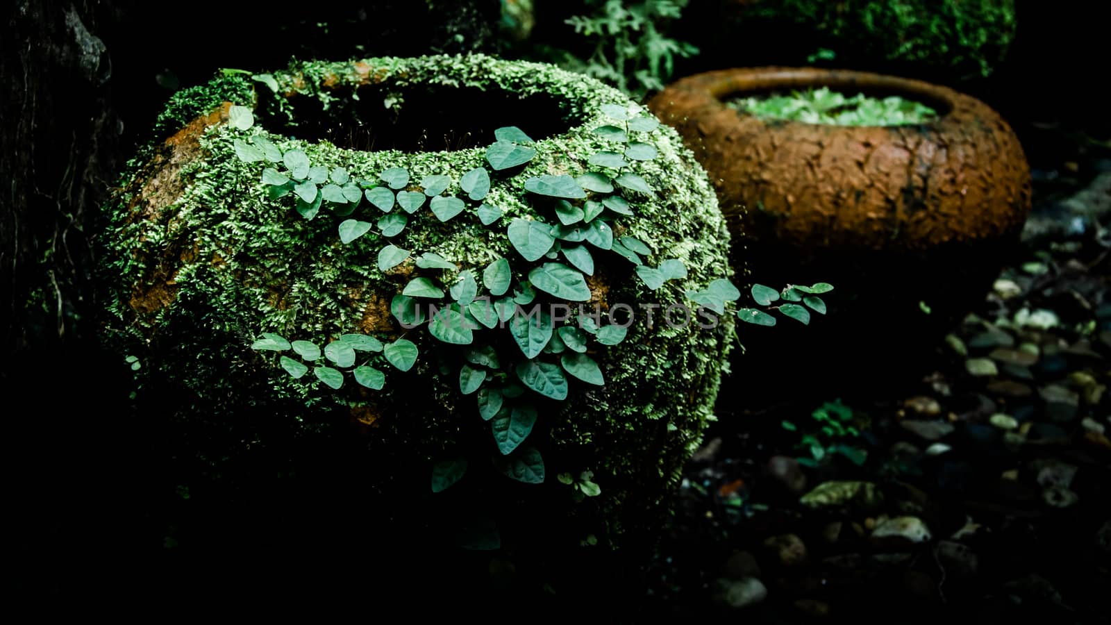 Fern and ivy on old earthenware jar,