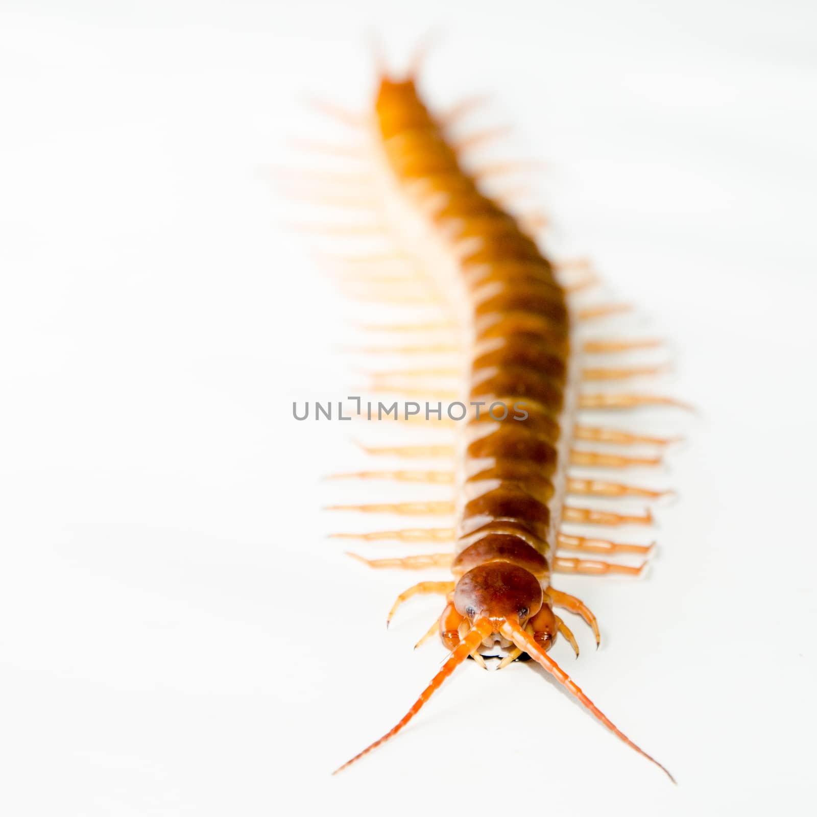 Centipede isolated by pixbox77