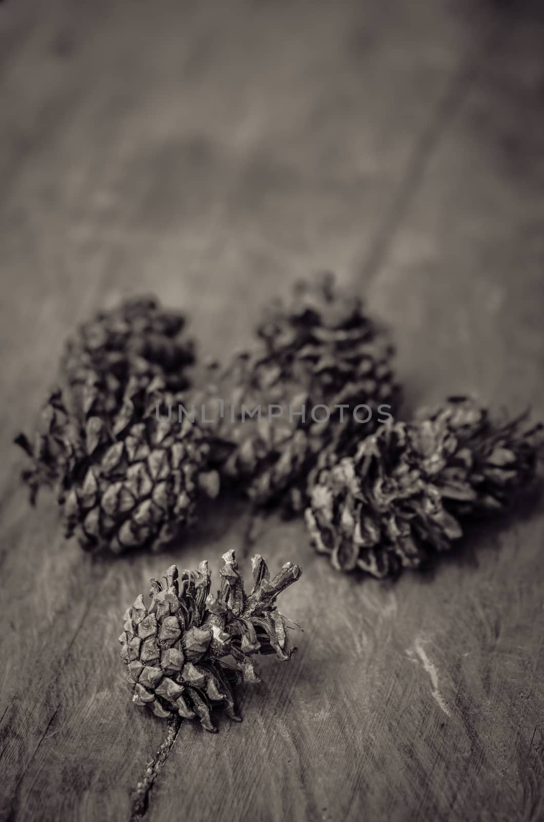 Conifer cone on wooden background, Vintage style