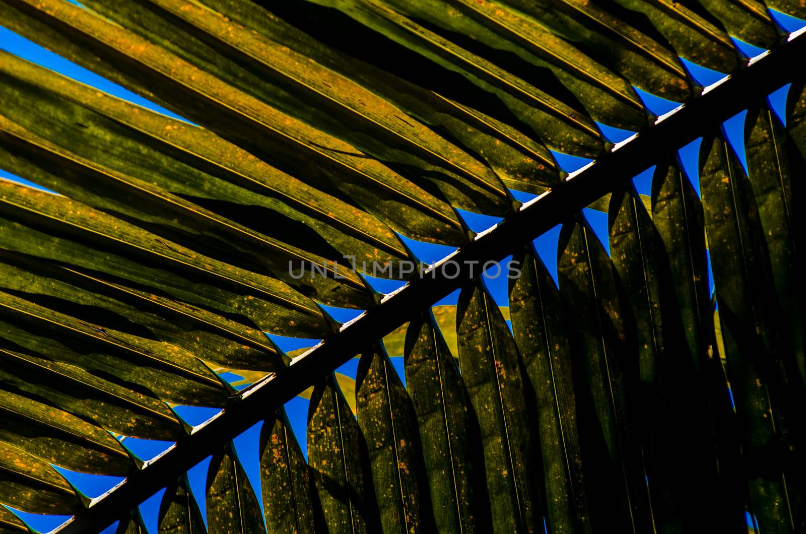 Abstract coconut leaf background by pixbox77