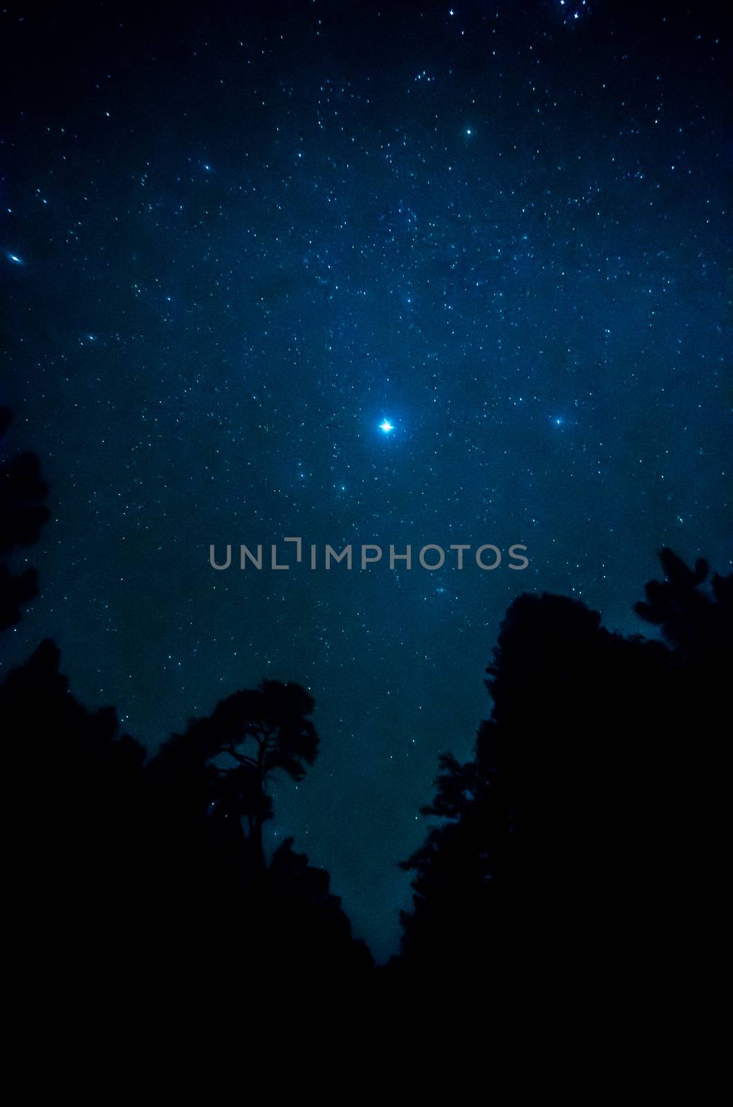 Star in the sky with tree silhouette