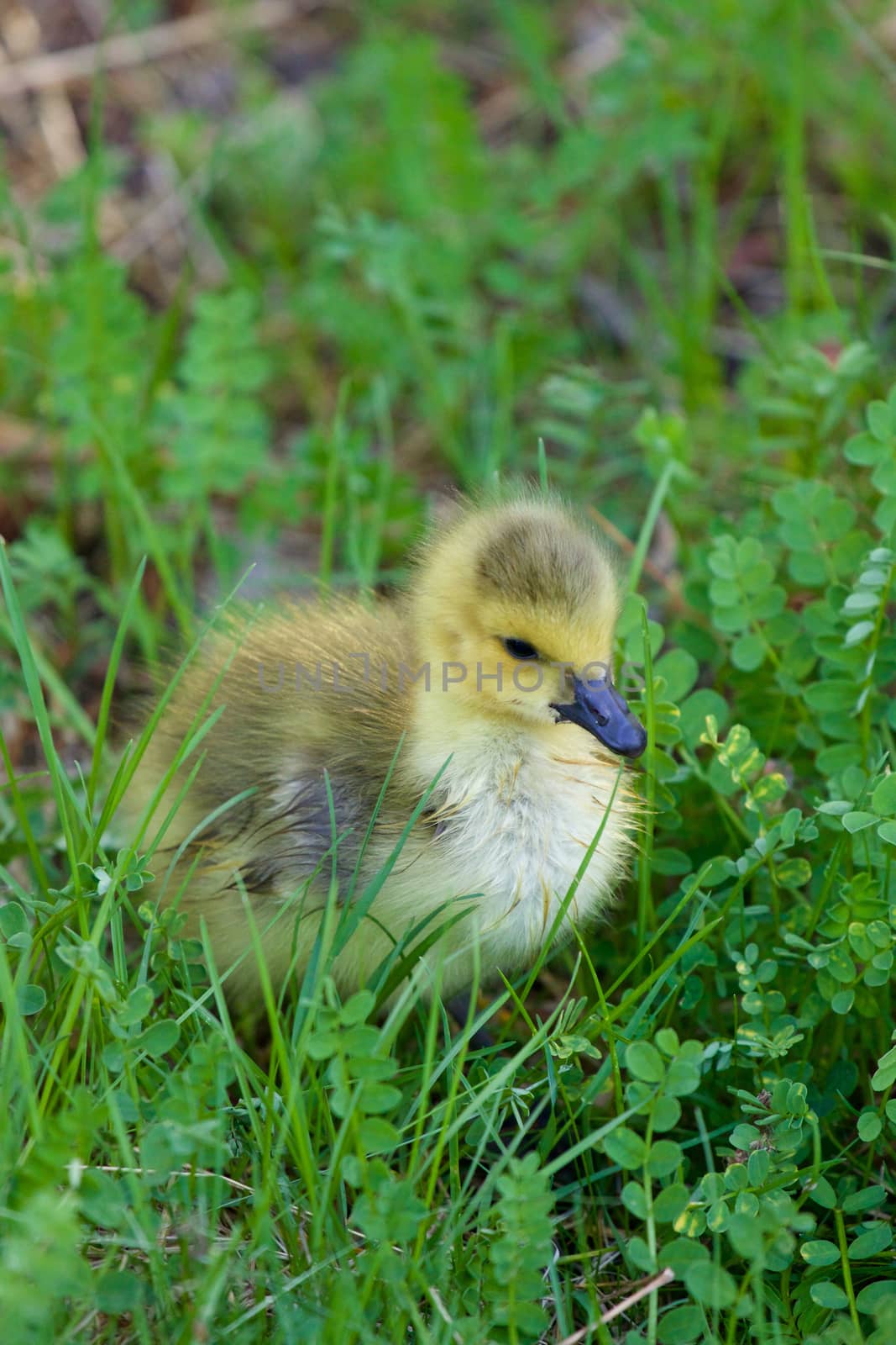 Cute chick in the grass