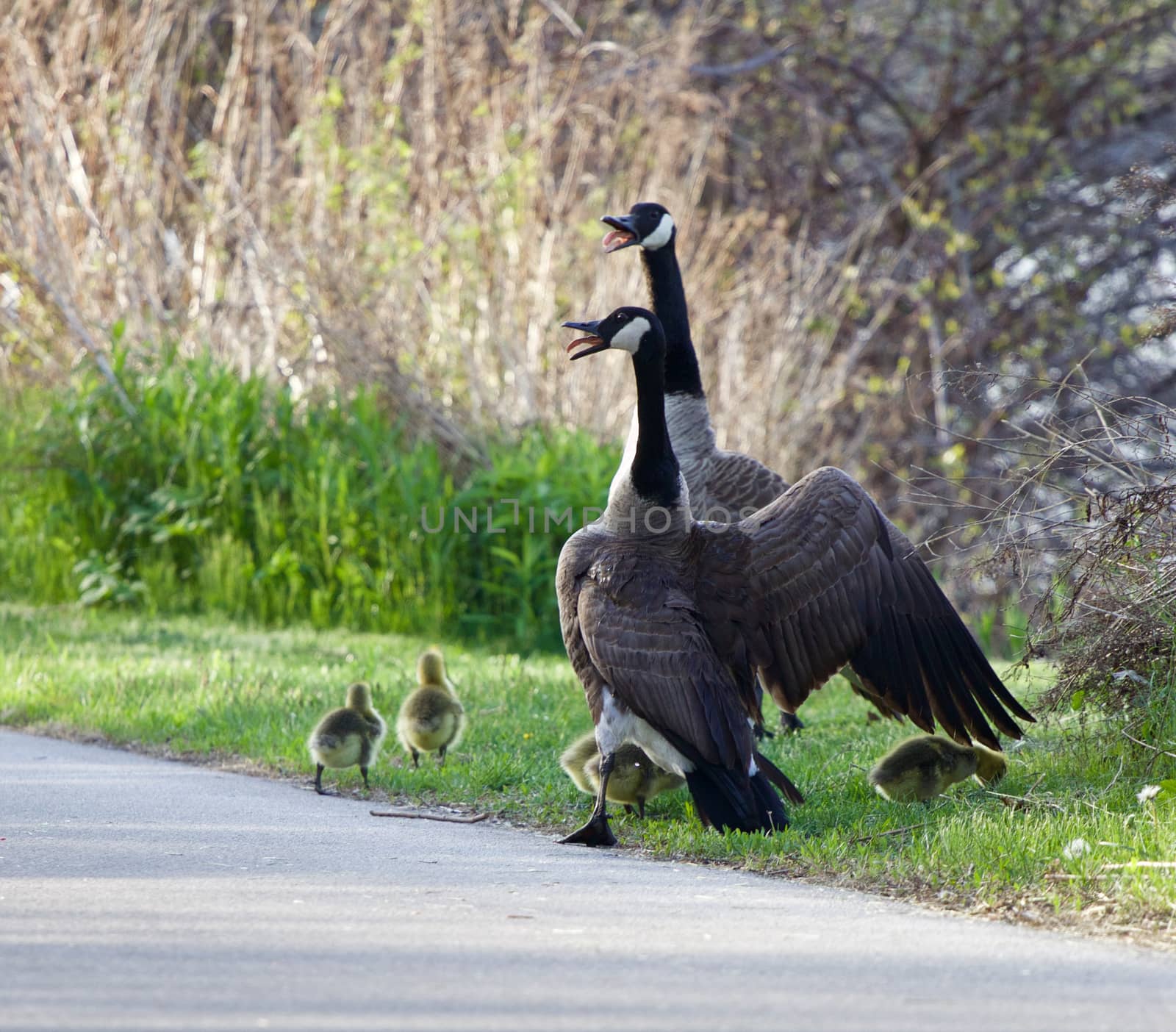 How cackling geese defend their children