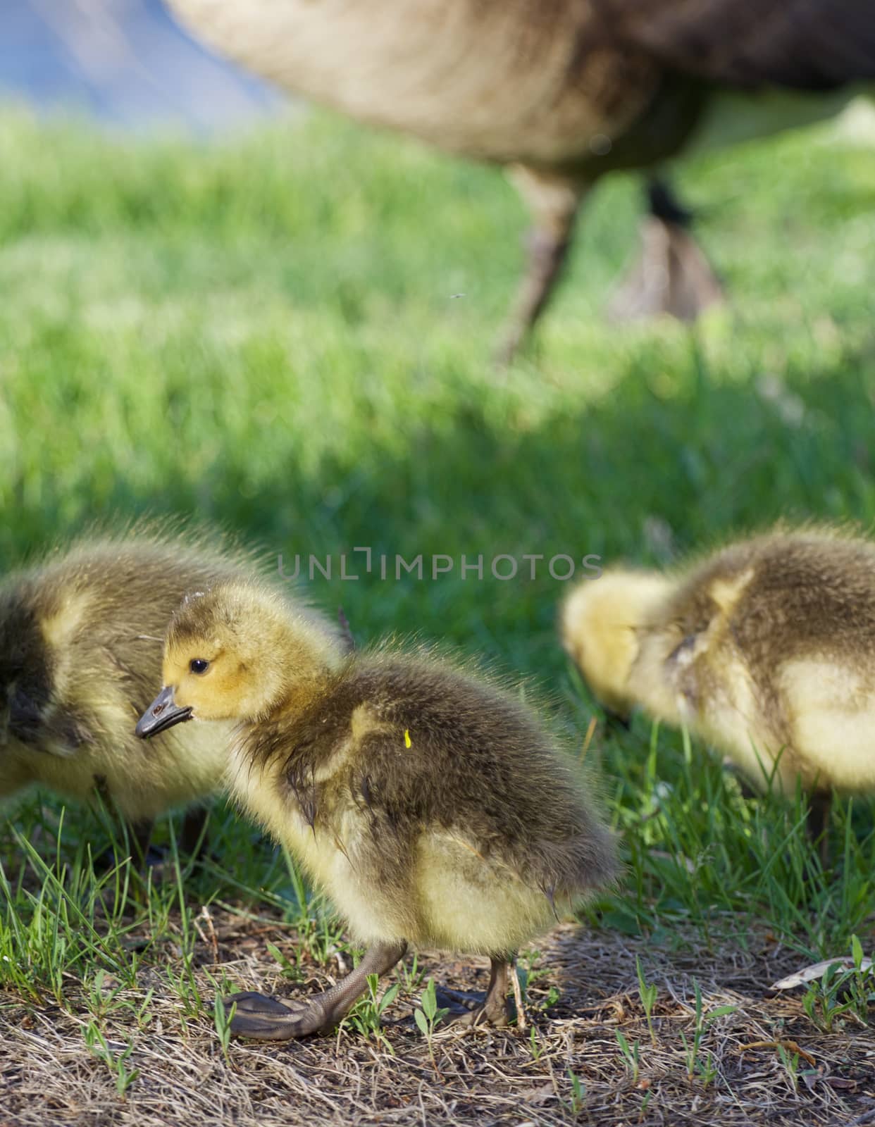 Cute young geese by teo