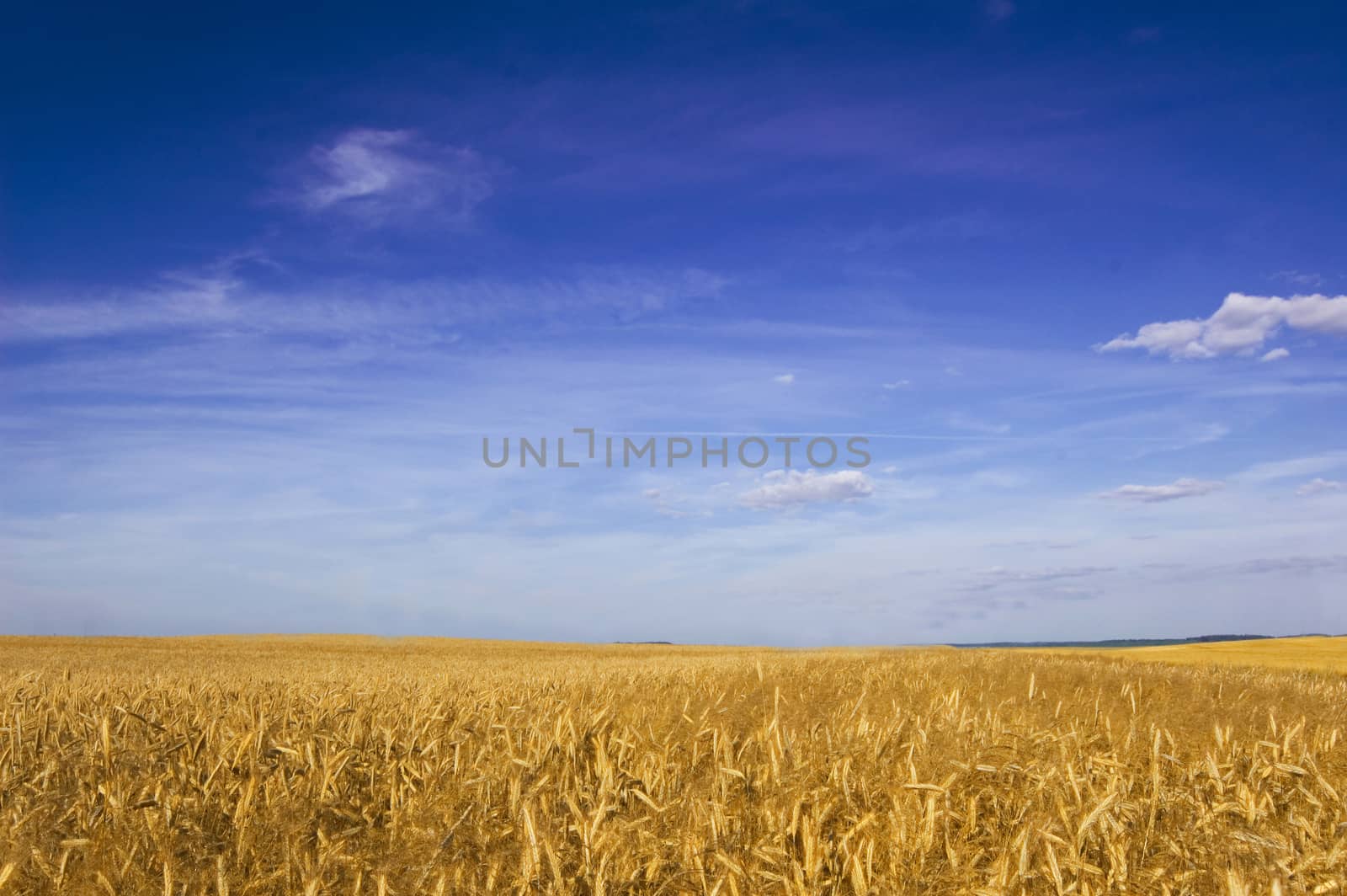 Summer landscape. by satariel