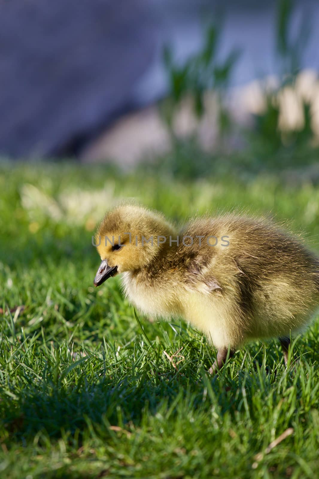 Cute young goose is going somewhere