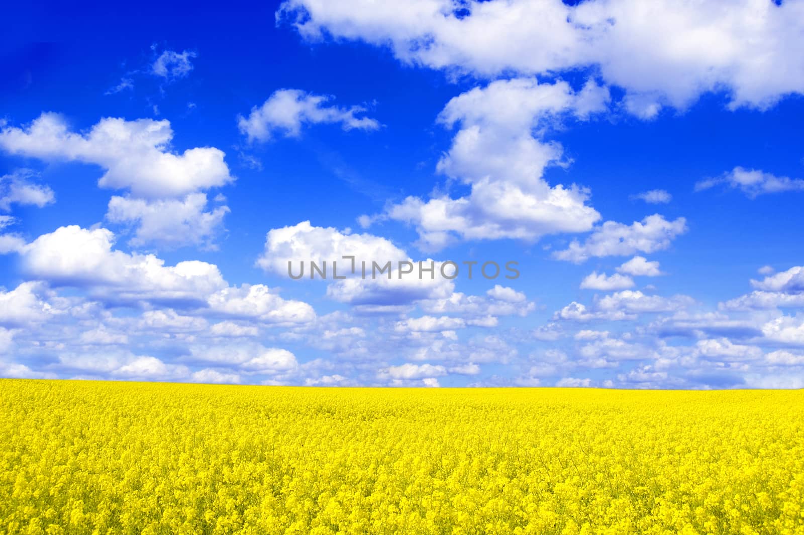 Spring landscape. Picture of oilseed rape on field and blue sky.