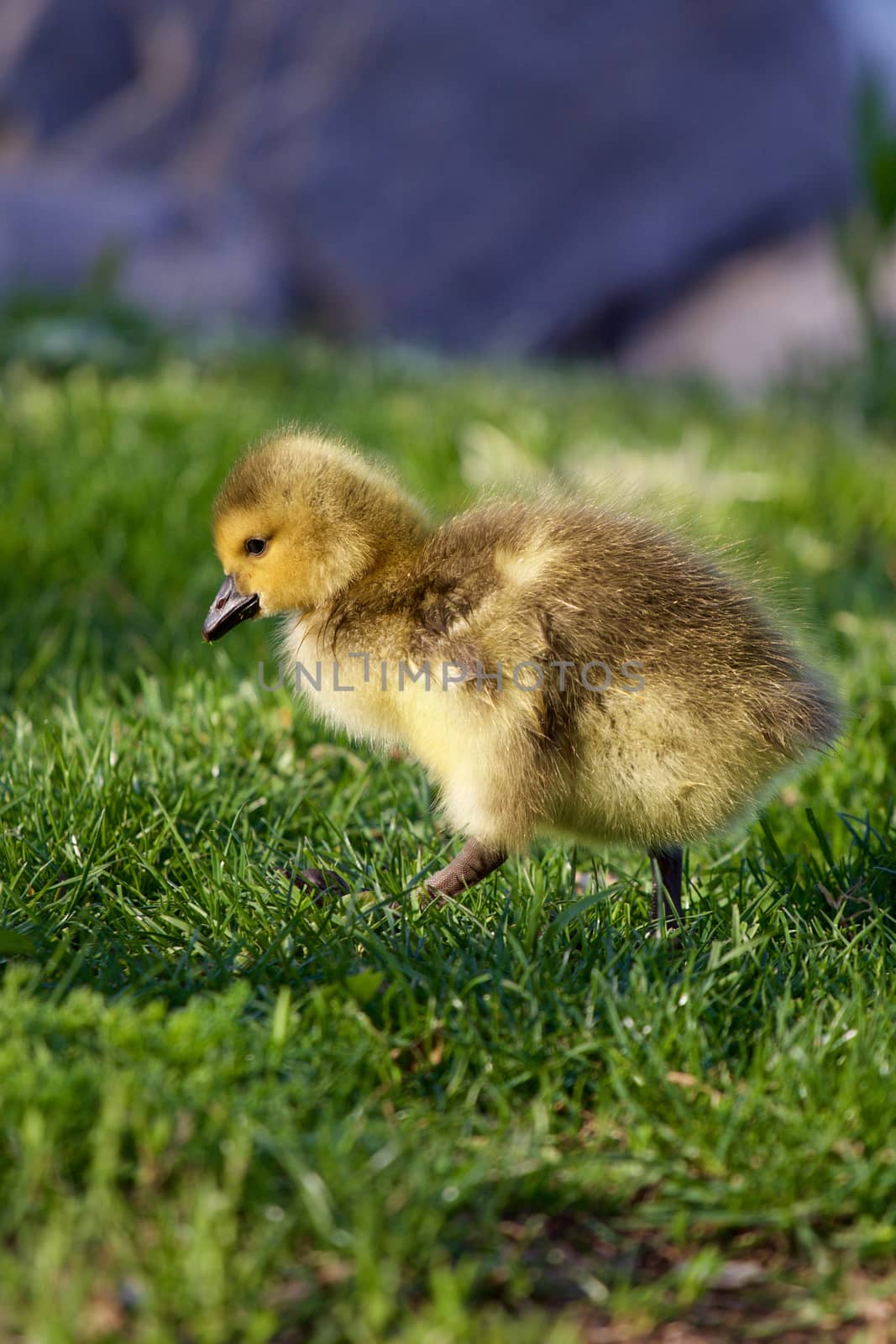 Cute chick is on its way to the hill by teo