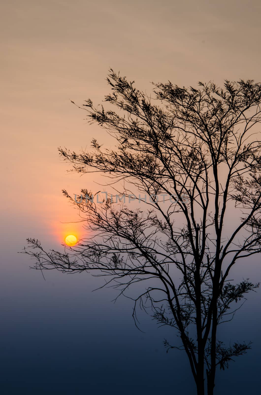 Sunrise in morning with tree silhouette  by pixbox77