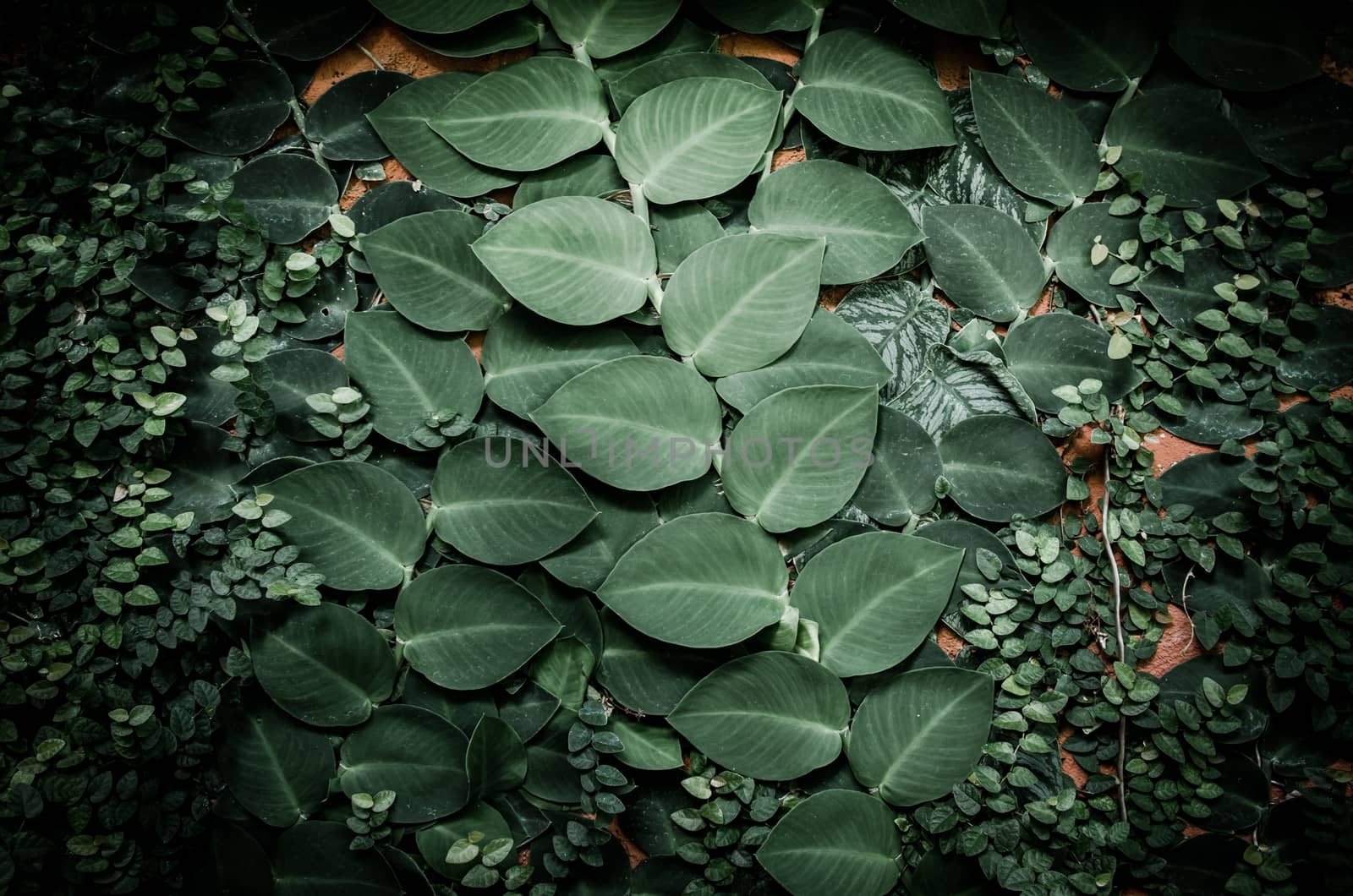 Ivy on wall in vintage color style by pixbox77