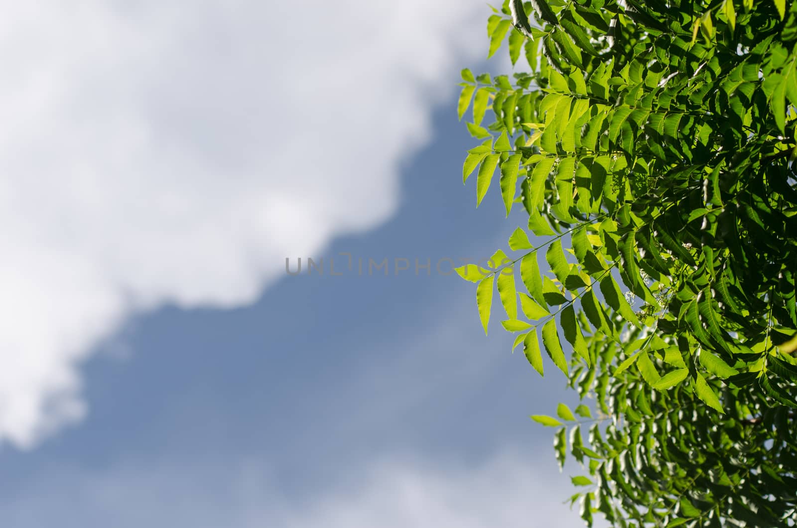 Neem plant with nice sky background by pixbox77