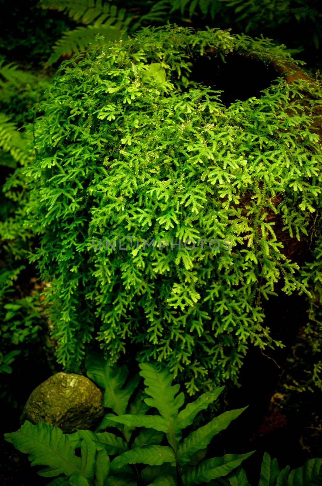 Fern and ivy on old earthenware jar, by pixbox77