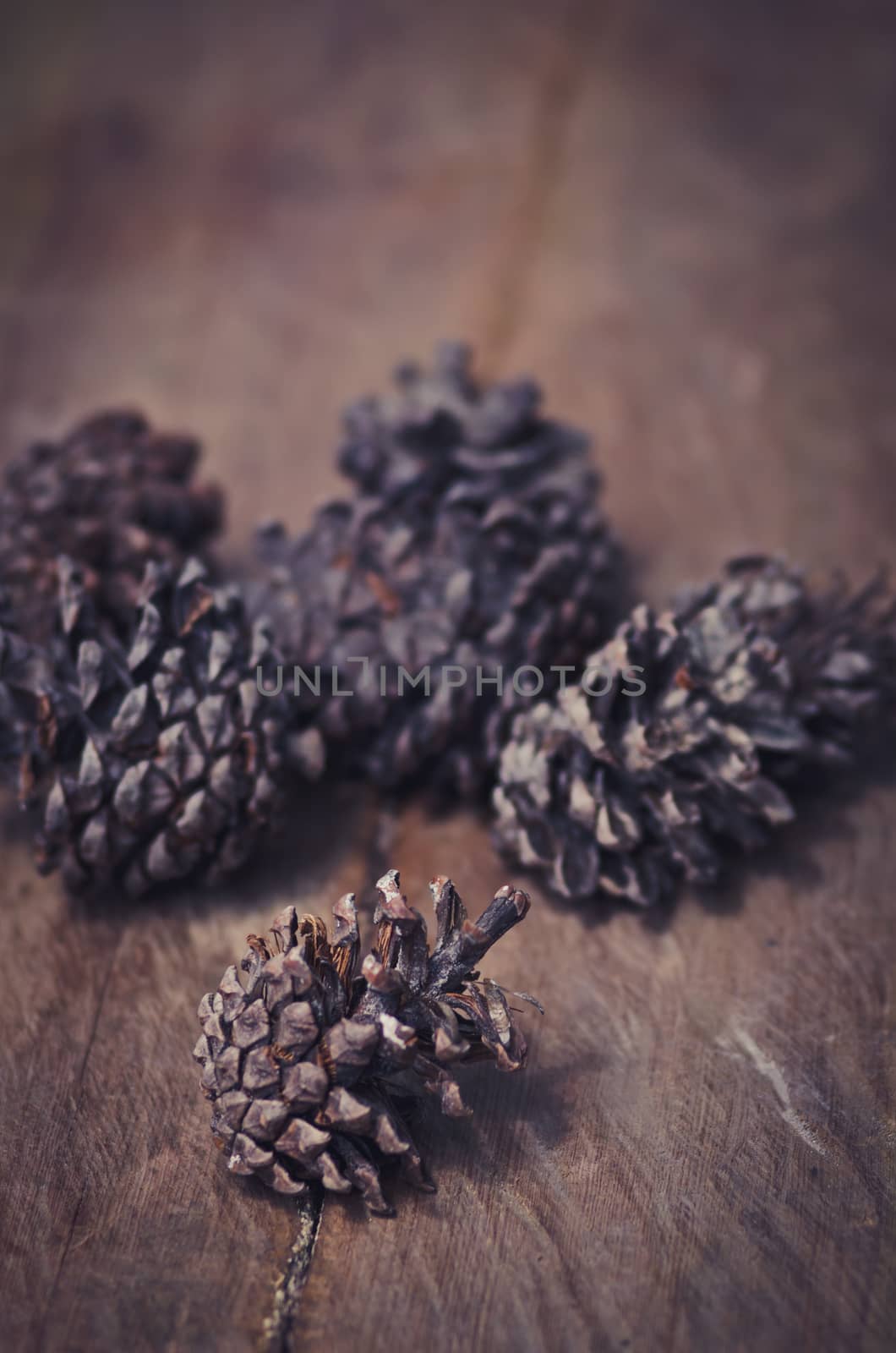 Conifer cone on wooden background, Vintage style
